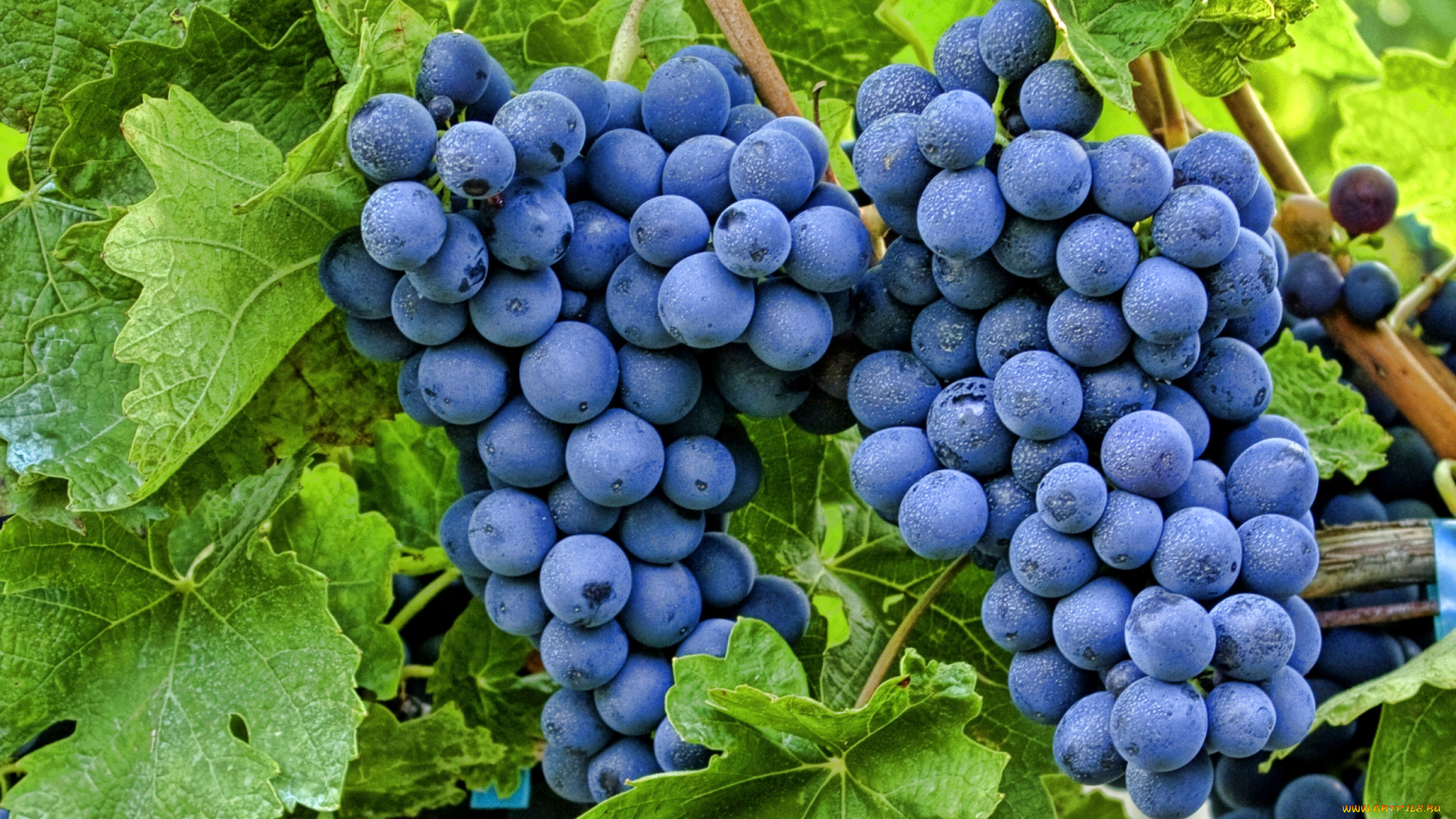 природа, Ягоды, виноград, лоза, гроздь, синий