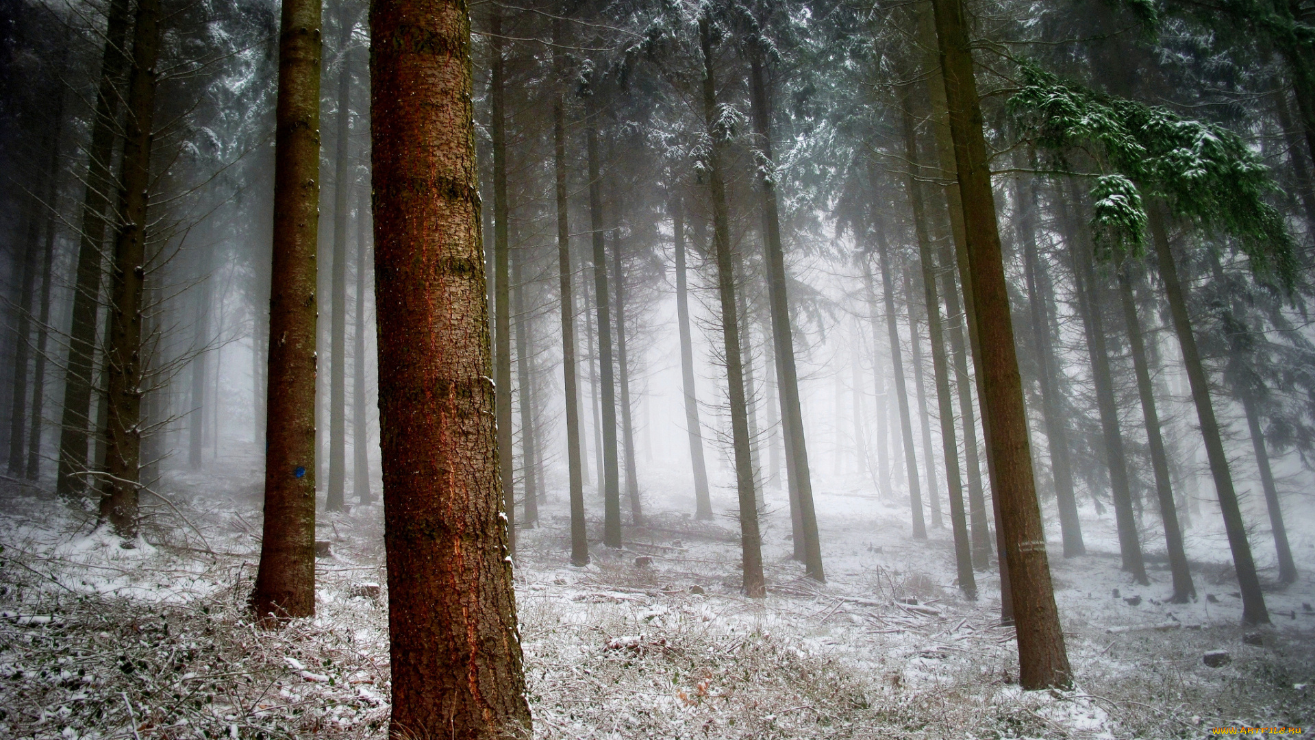 природа, зима, снег, ель