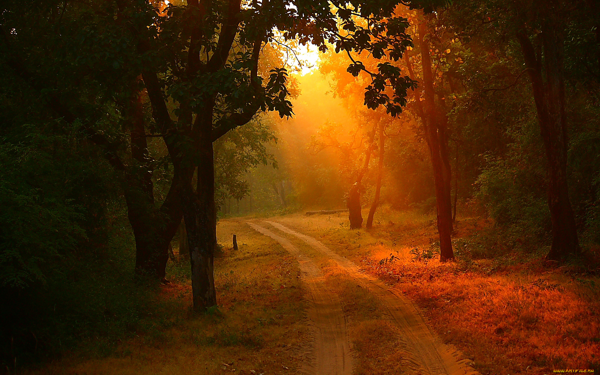 природа, дороги, лес, закат, деревья