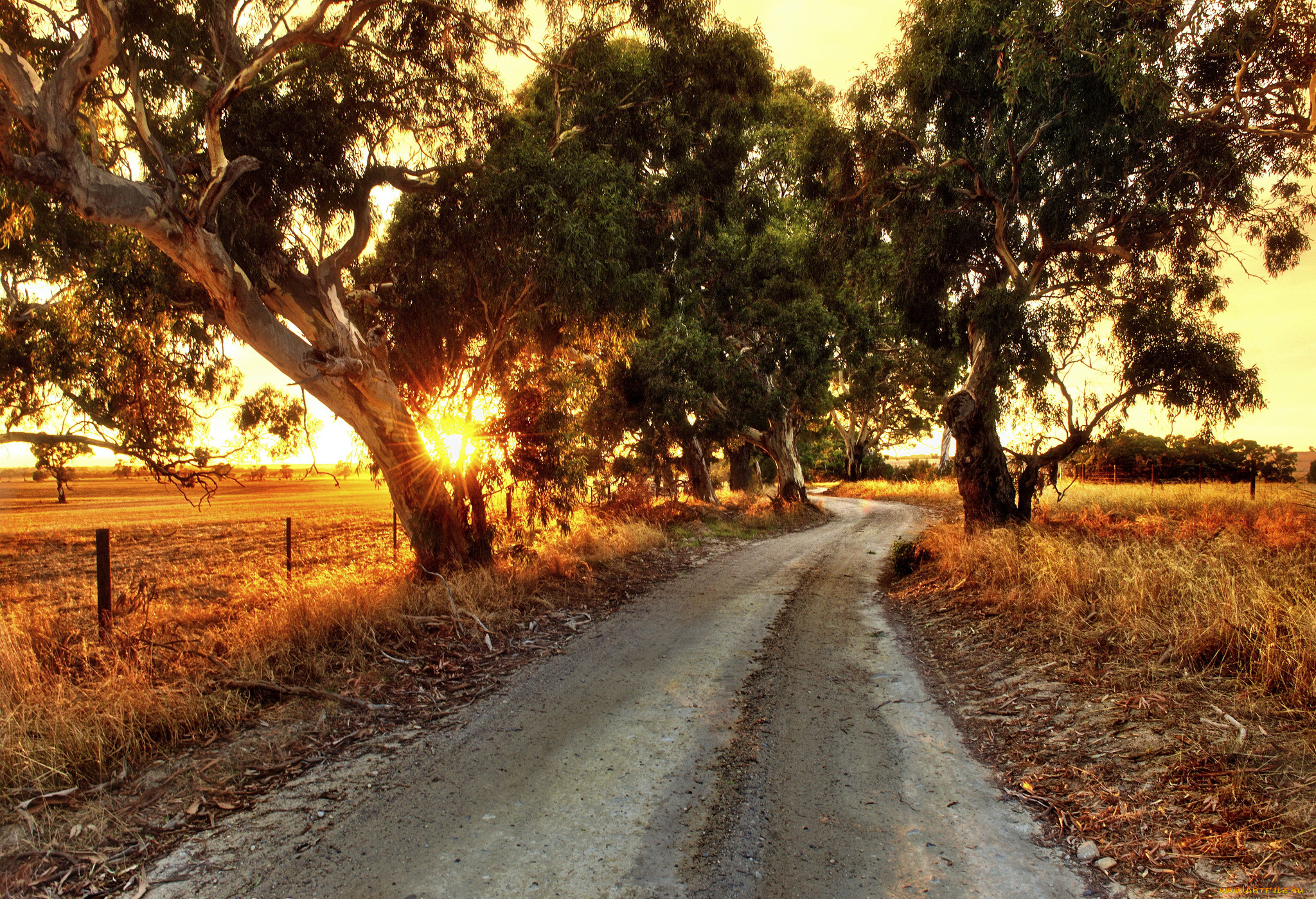 природа, дороги, трава, поле, деревья, закат