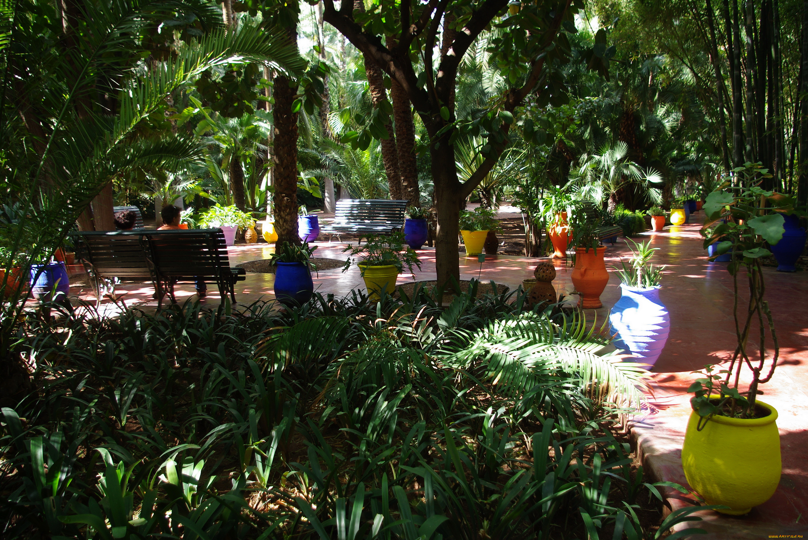 morocco, marrakech, jardin, majorelle, природа, парк, растения, сад