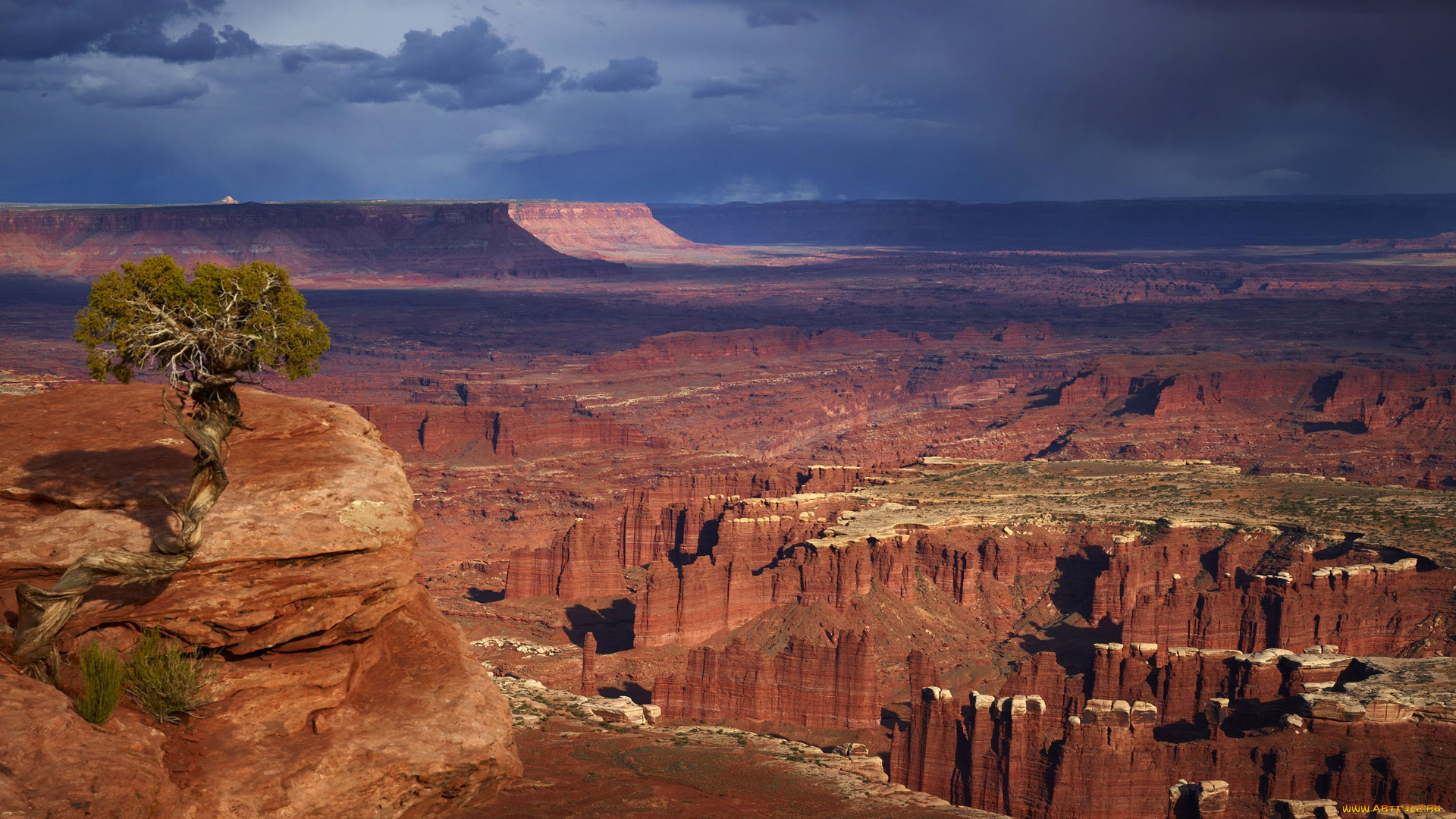 природа, дерево, каньён