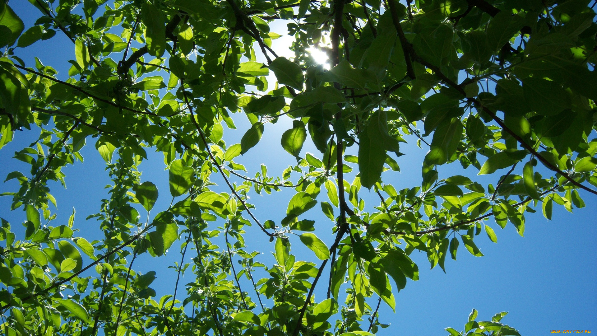 природа, листья, весна, красота, дерево, ветви, яблоня, небо, сочно, ярко, солнце