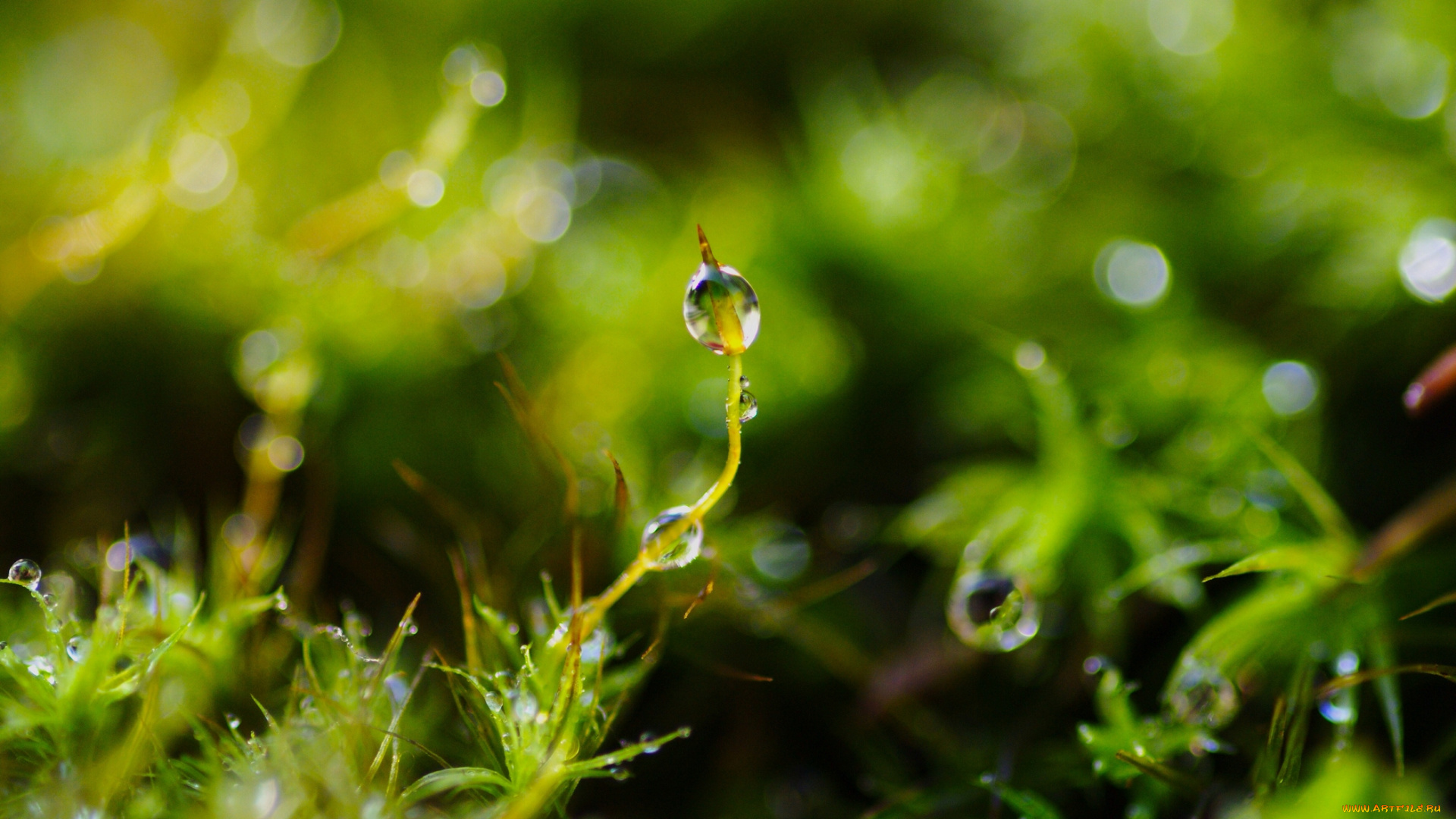 природа, макро, капли