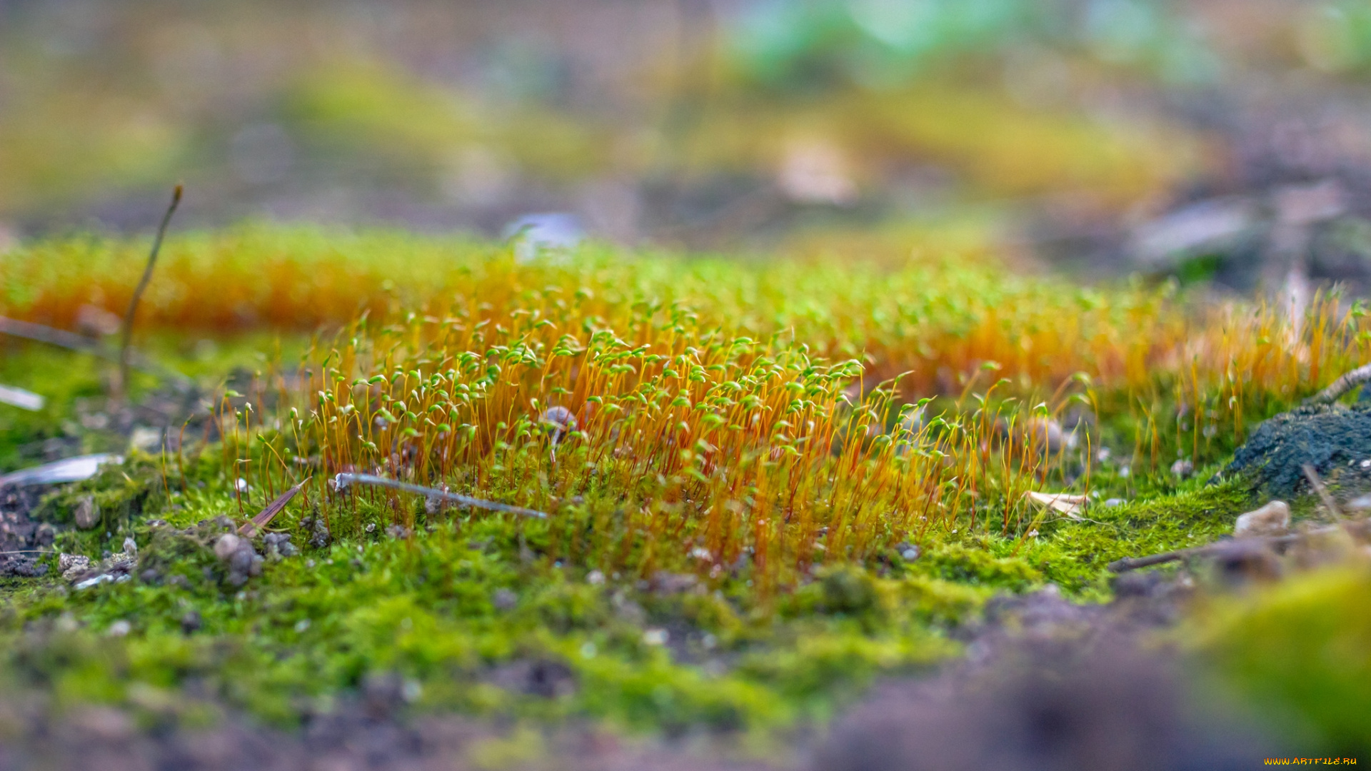 природа, макро, мох, трава, ростки