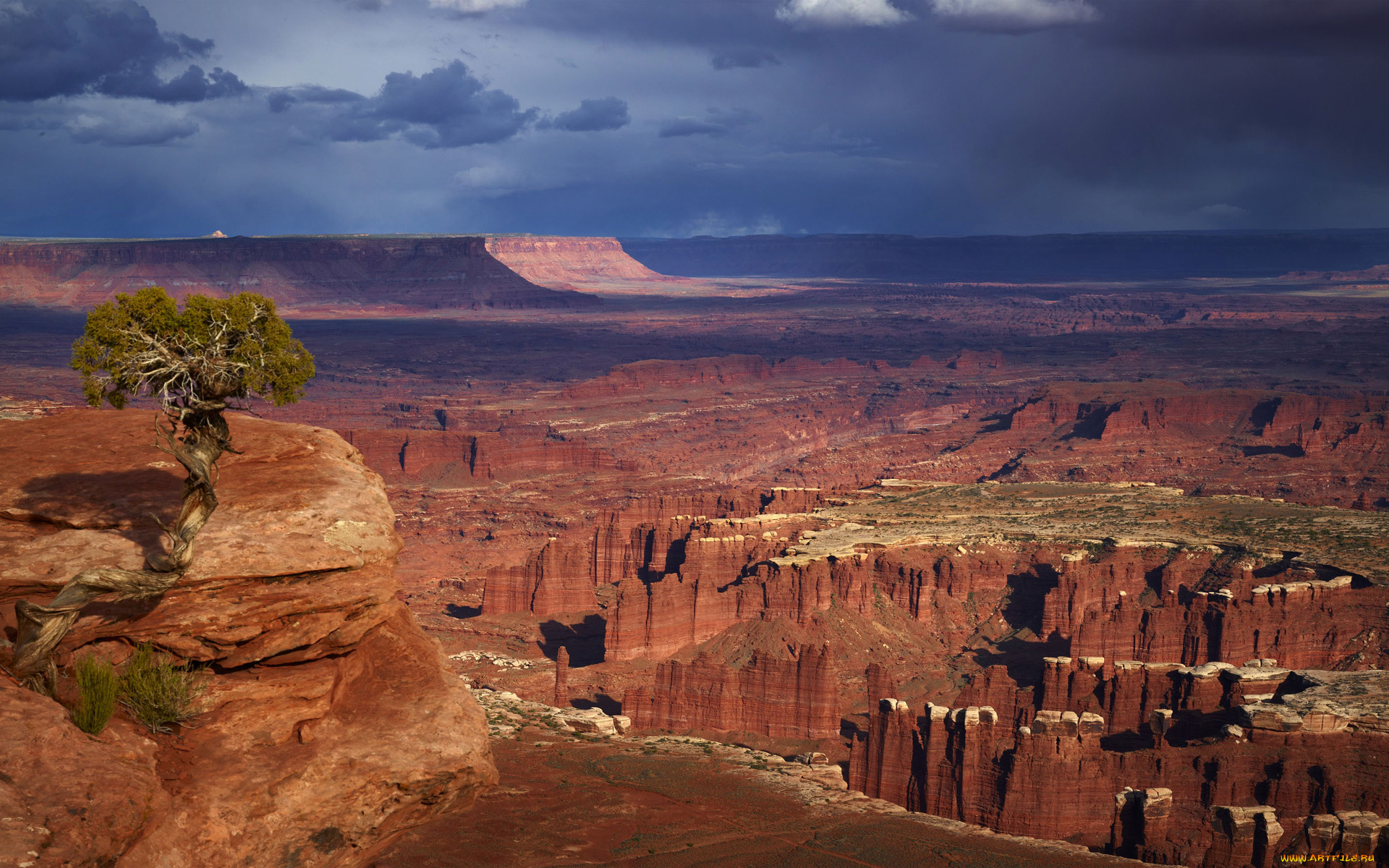 природа, дерево, каньён