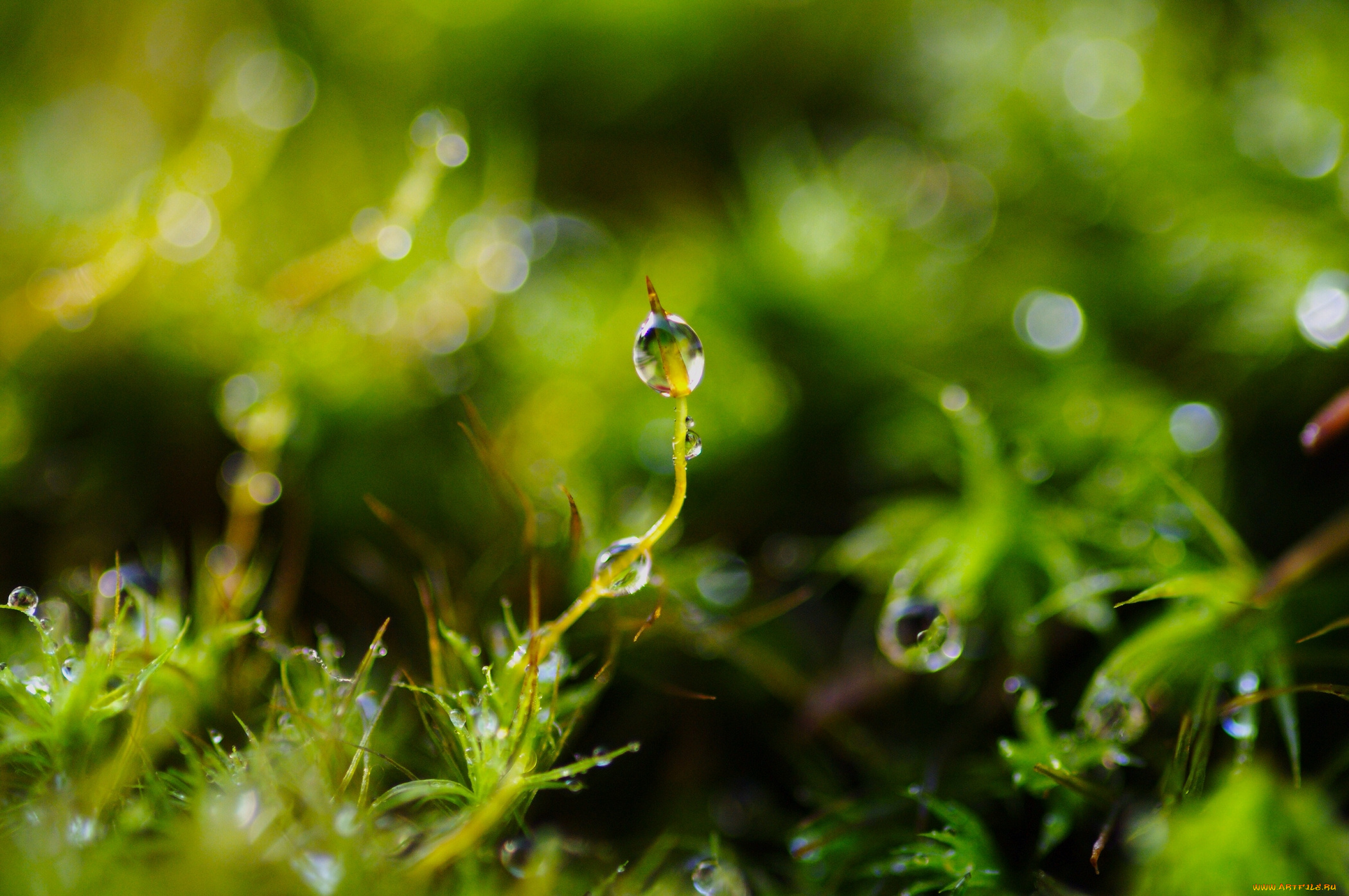 природа, макро, капли