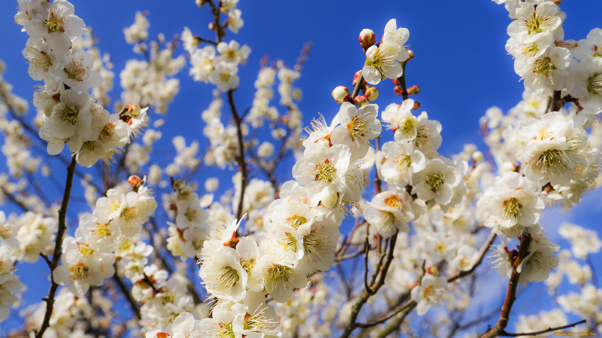 цветы, цветущие, деревья, , , кустарники, небо, ветки, весна, сад