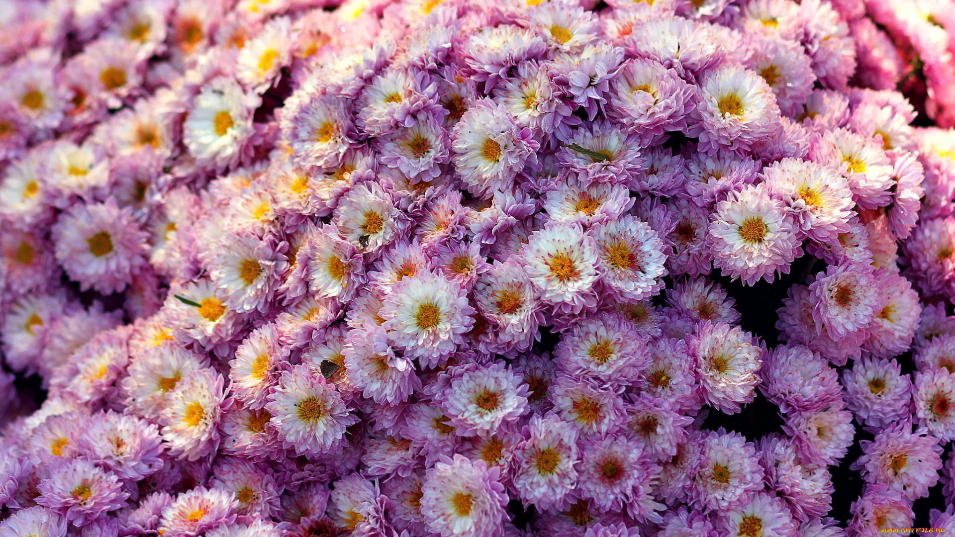 цветы, хризантемы, flower, chrizantenum, мелкие