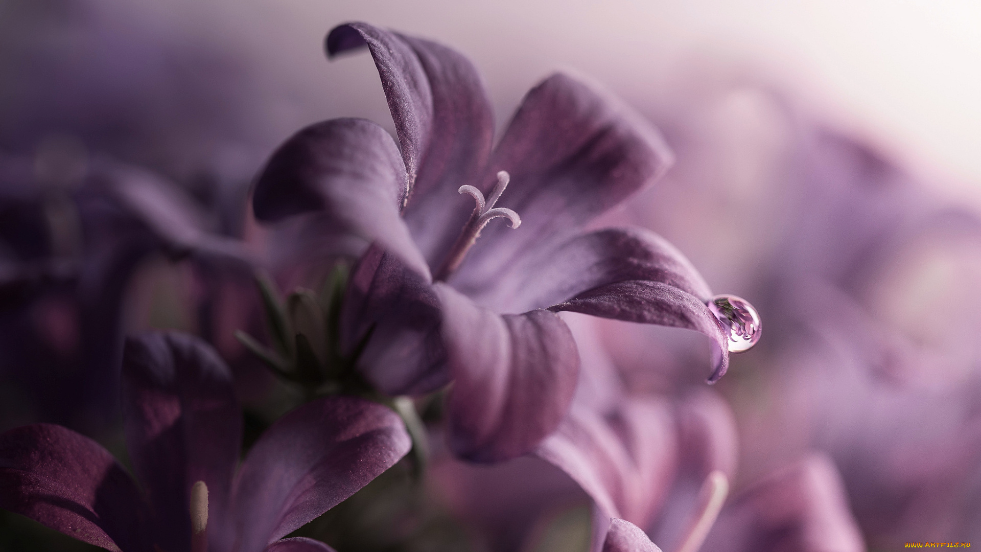 цветы, колокольчики, макро, капелька, лепестки, фиолетовые