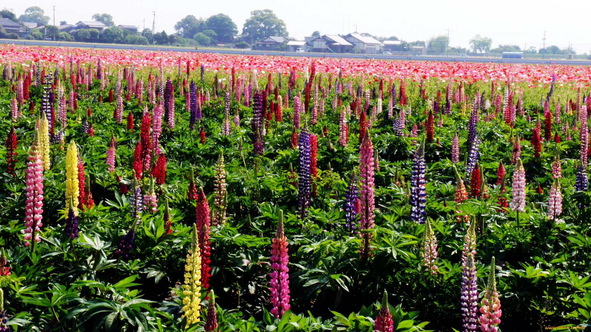 цветы, люпин, разноцветный