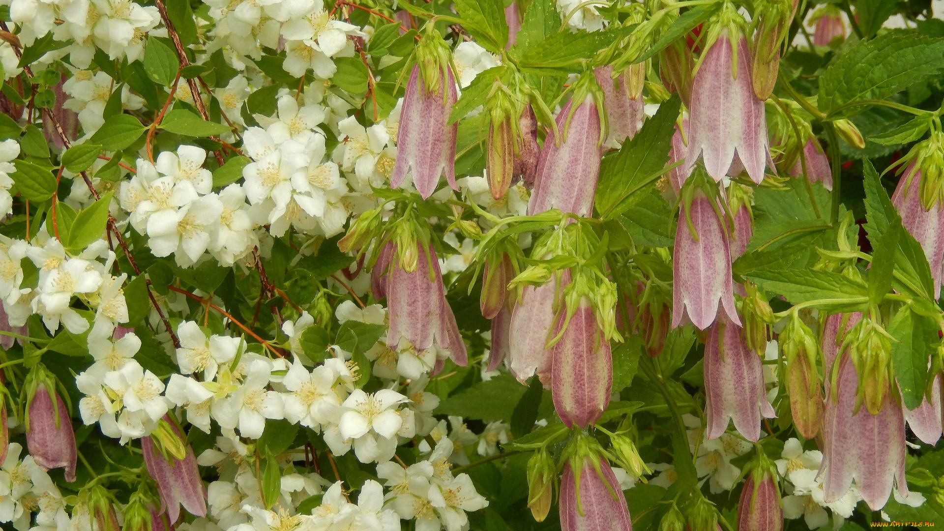 цветы, разные, вместе, разные, колокольчики