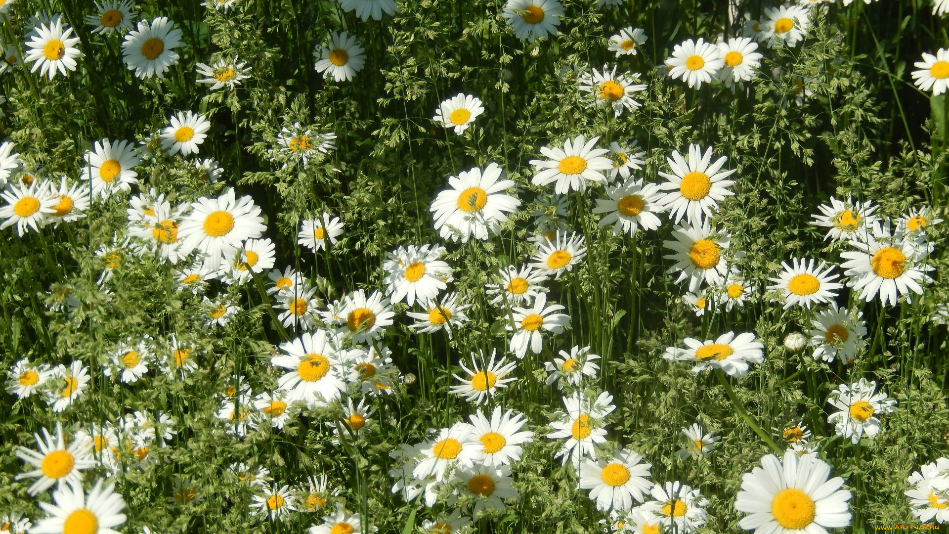 цветы, ромашки, луг, трава