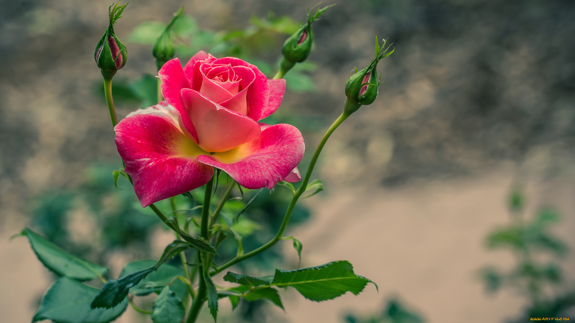 цветы, розы, сад, куст, листья, лепестки, бутон, роза