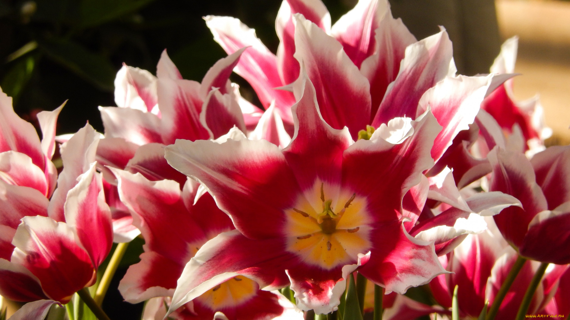 цветы, тюльпаны, весна