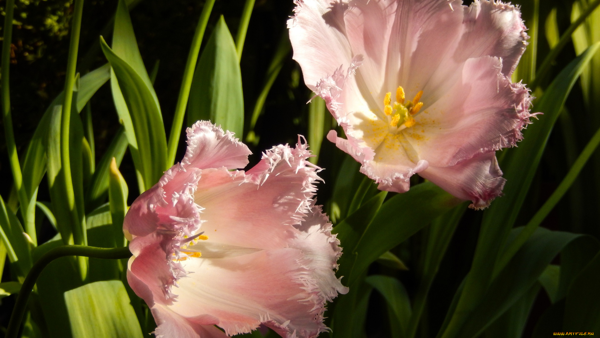 цветы, тюльпаны, весна