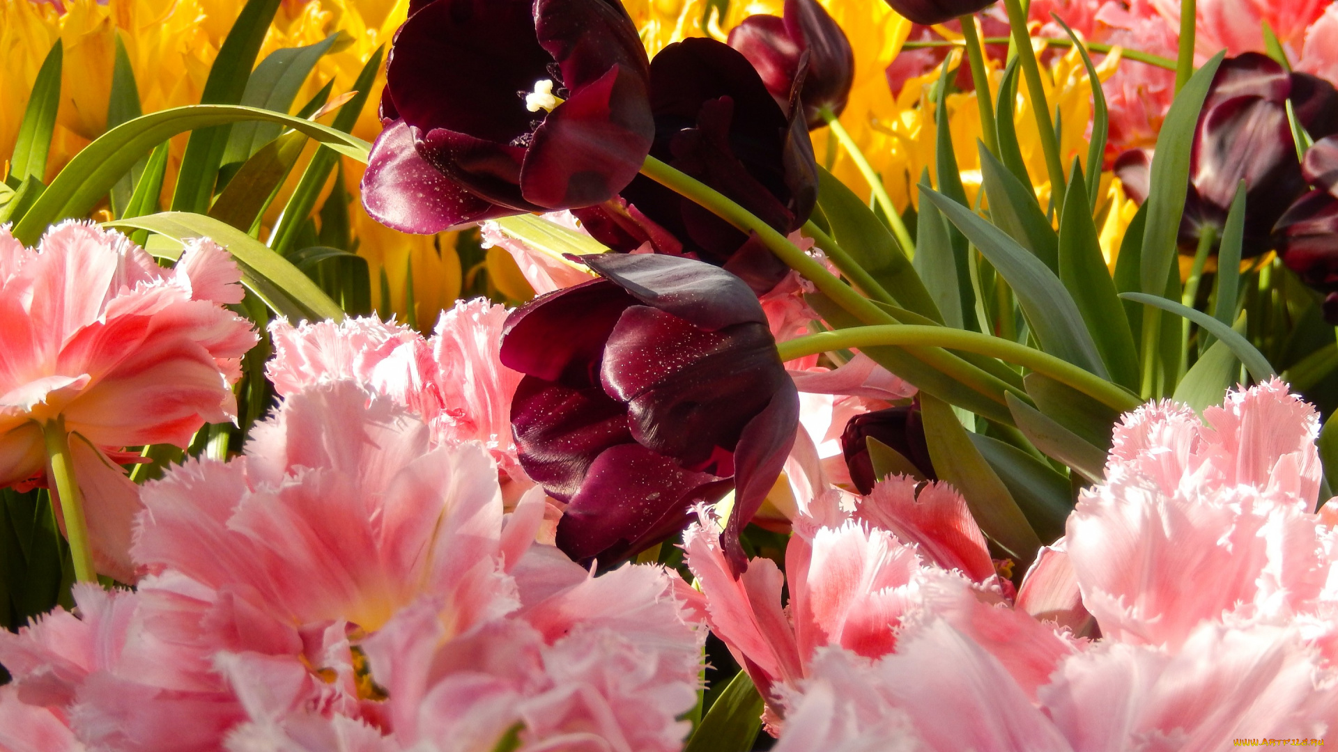 цветы, тюльпаны, весна