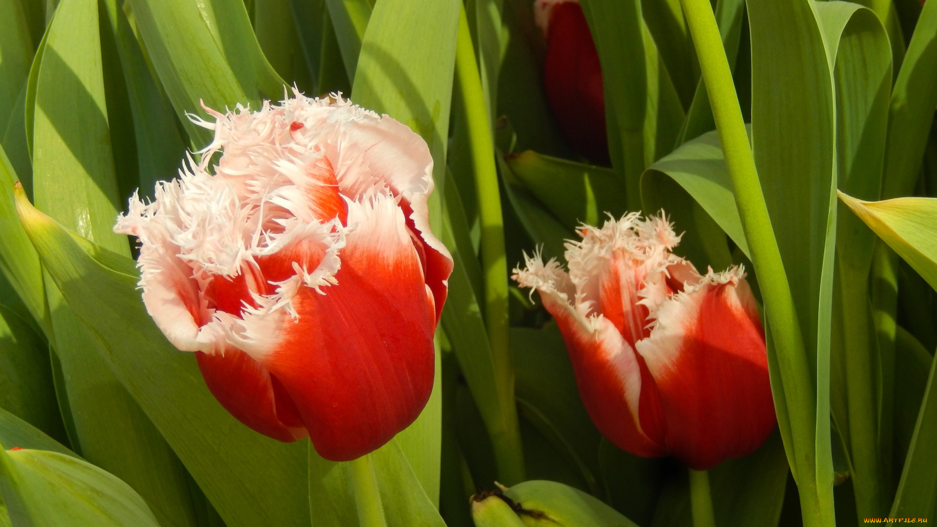 цветы, тюльпаны, весна