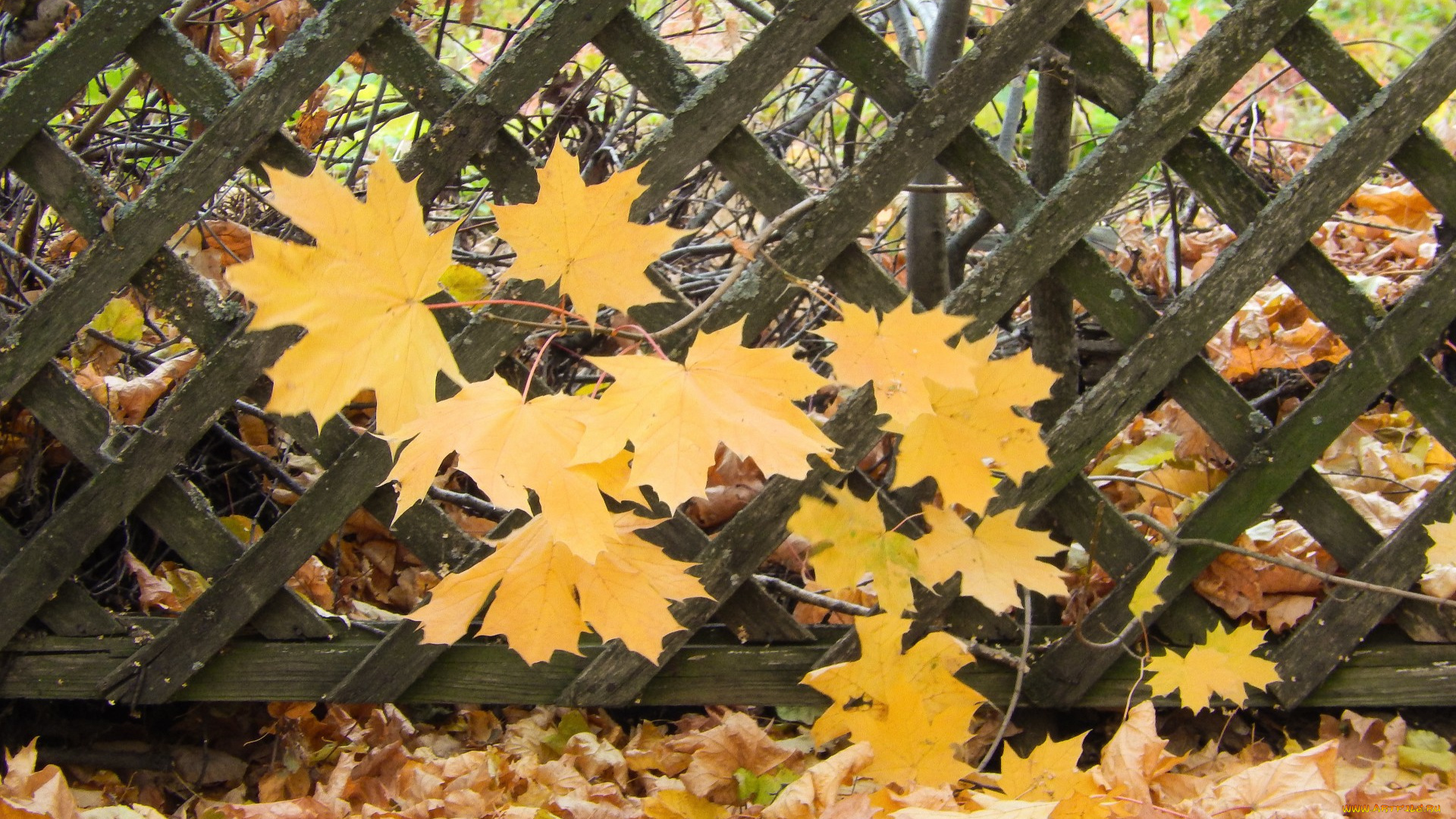 природа, листья, лист, клен, изгородь, забор