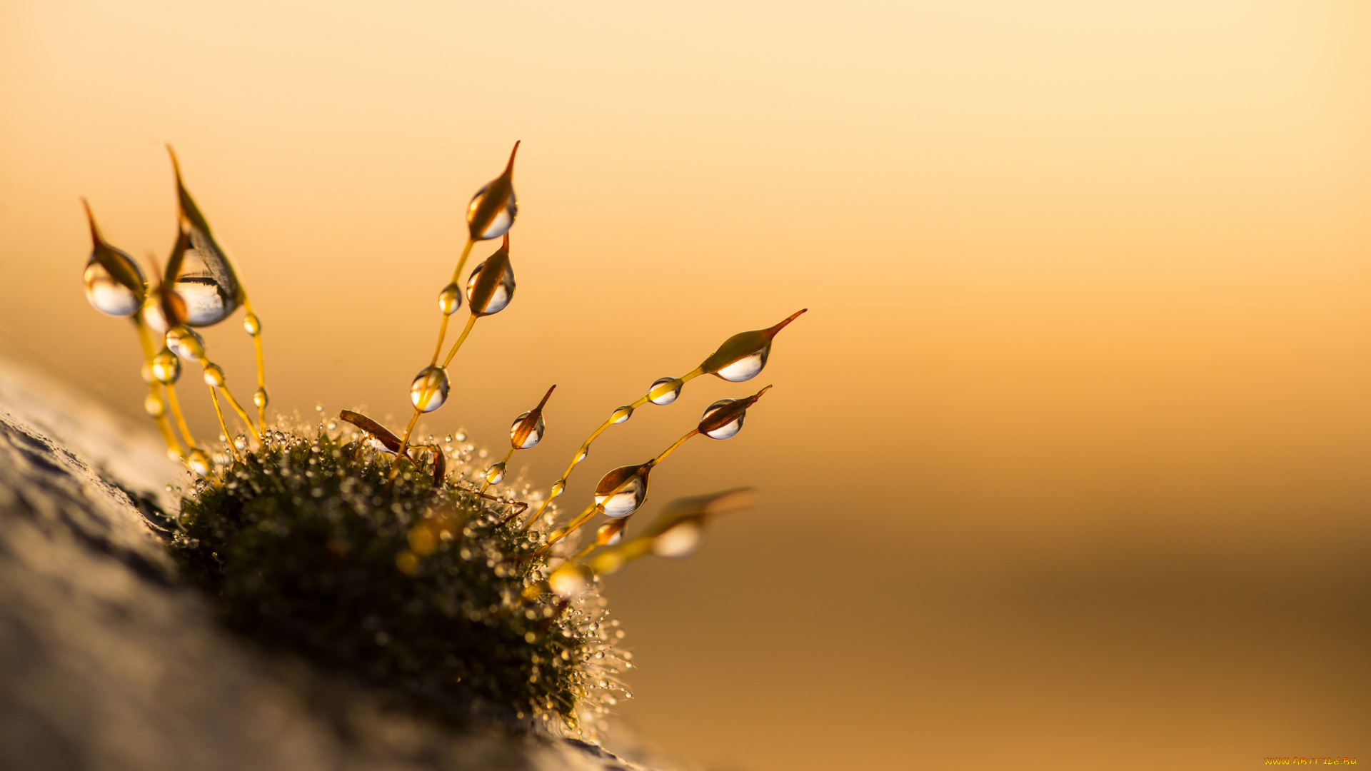 природа, макро, утро, капли, роса, мох, фон