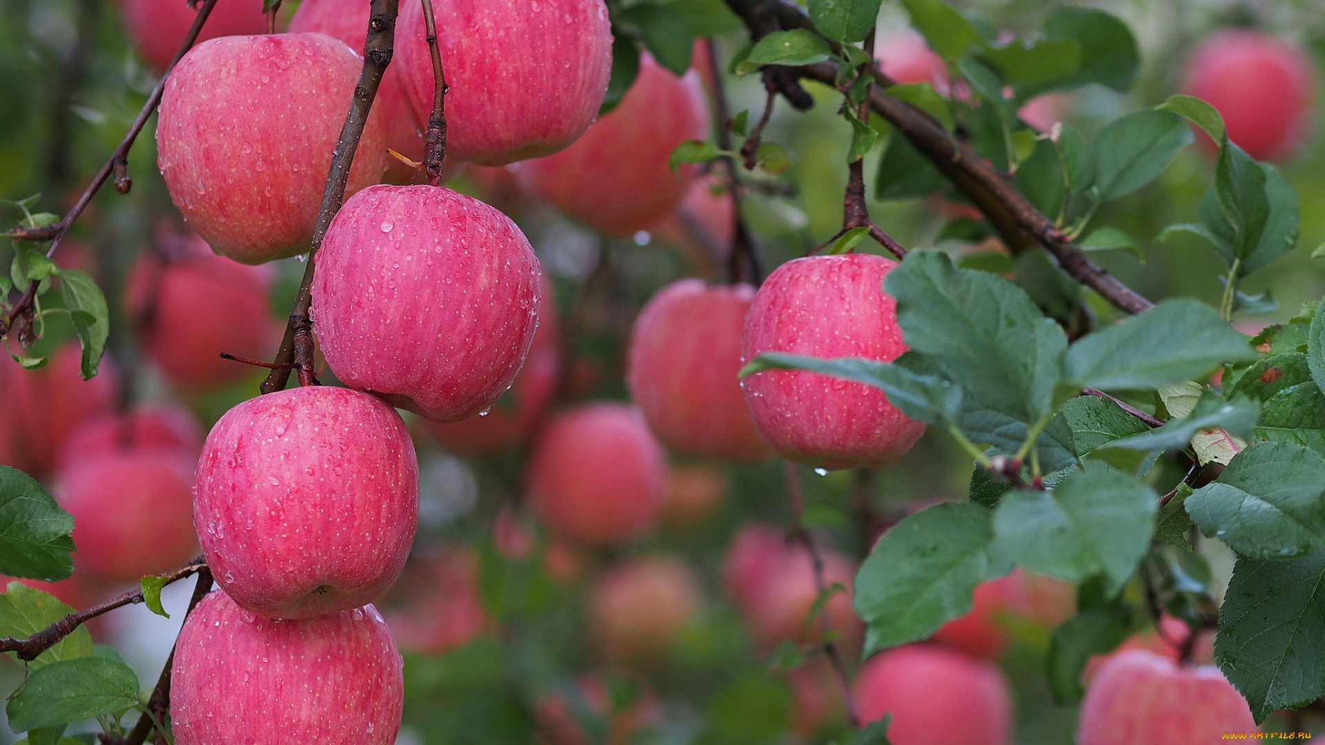 природа, плоды, осень, капли, вода, роса, урожай, яблоки, сад