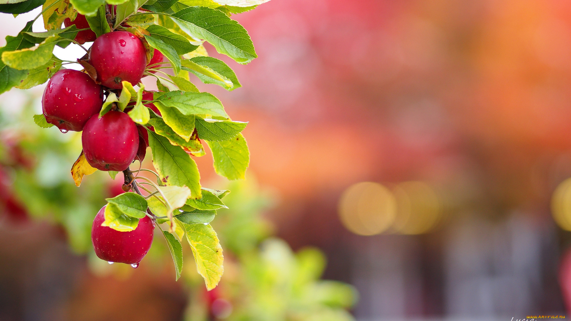 природа, плоды, вода, капли, листья, роса, яблоки