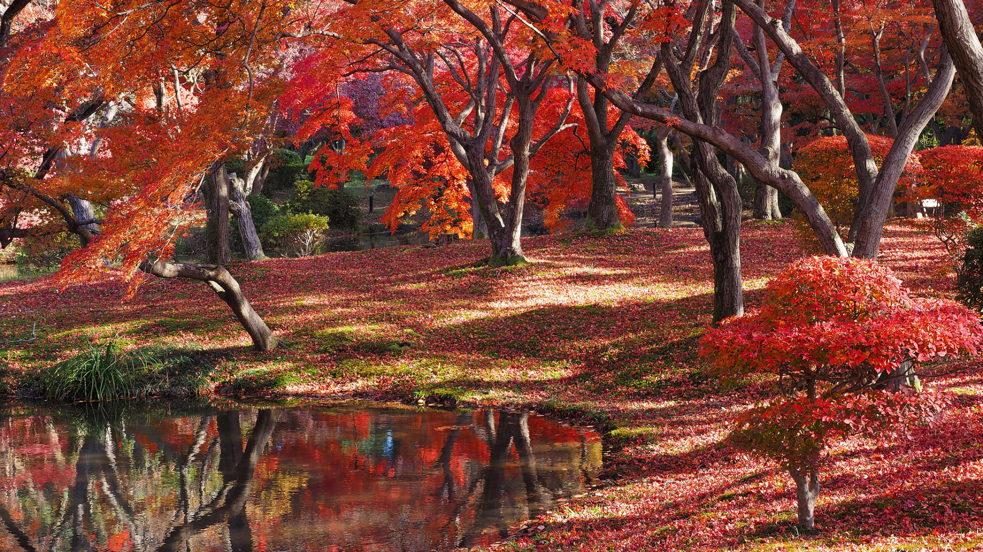 природа, реки, озера, деревья, осень, лес