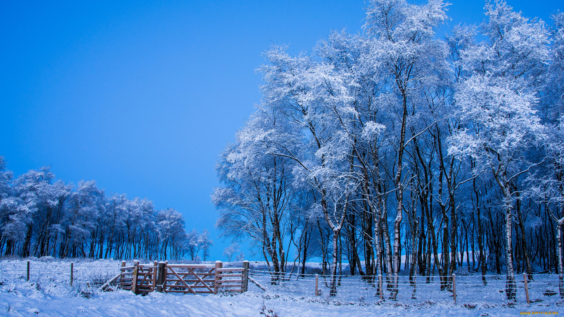 природа, зима, снег, деревья