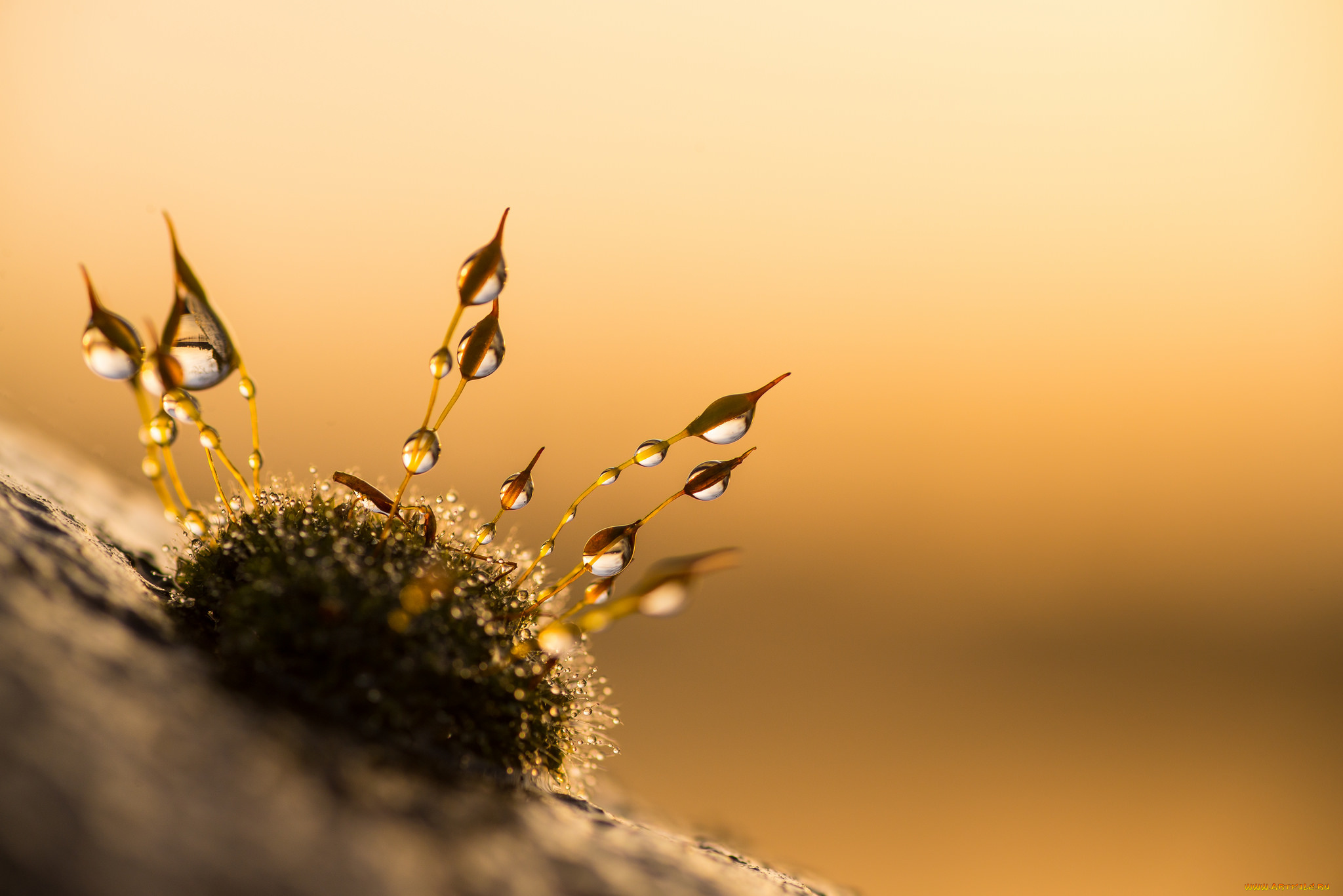 природа, макро, утро, капли, роса, мох, фон