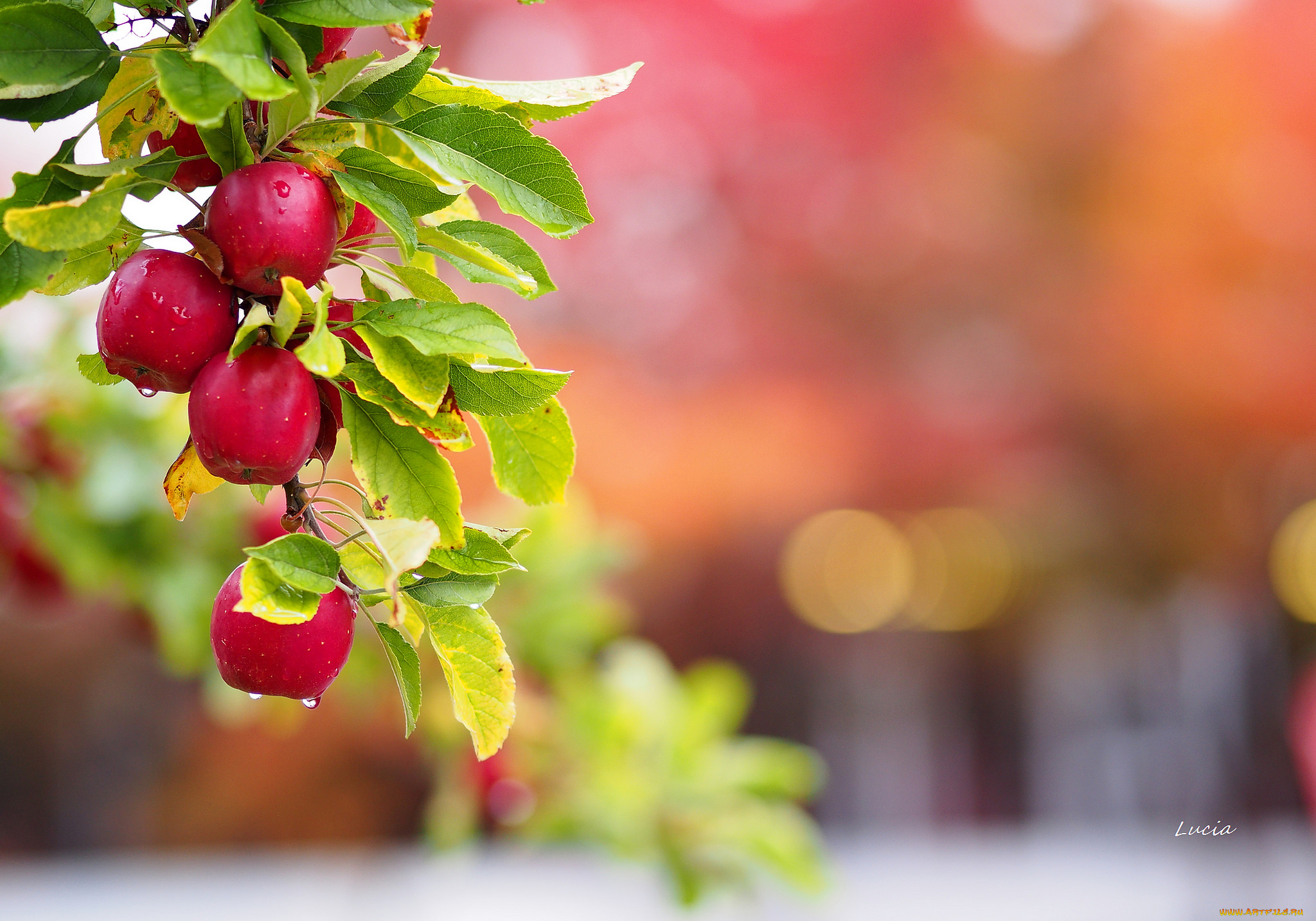 природа, плоды, вода, капли, листья, роса, яблоки