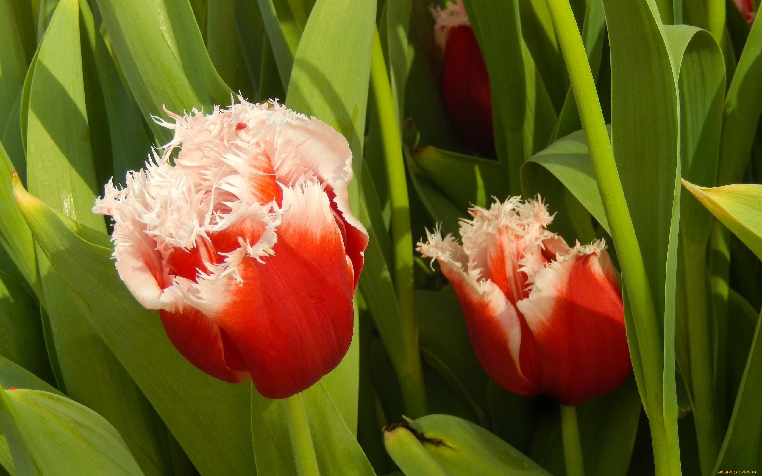 цветы, тюльпаны, весна