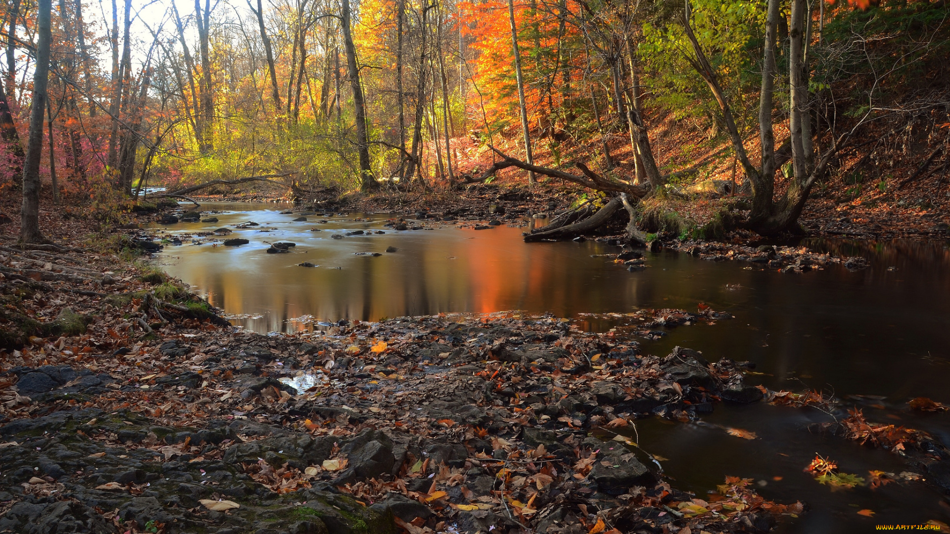 природа, реки, озера, лес, река