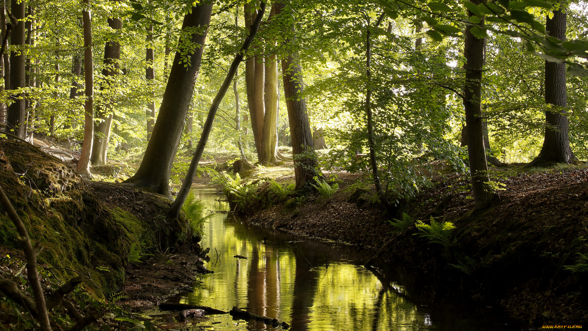 природа, реки, озера, лес, река