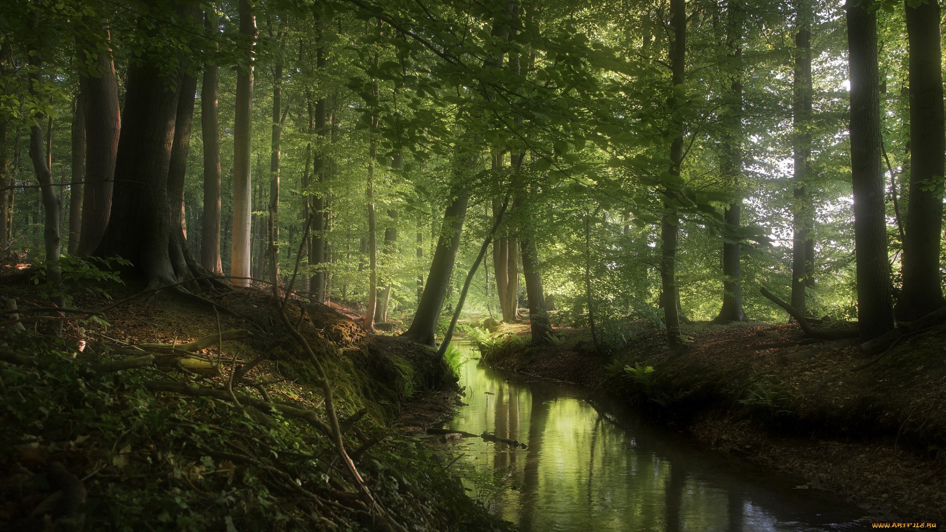 природа, реки, озера, лес, река