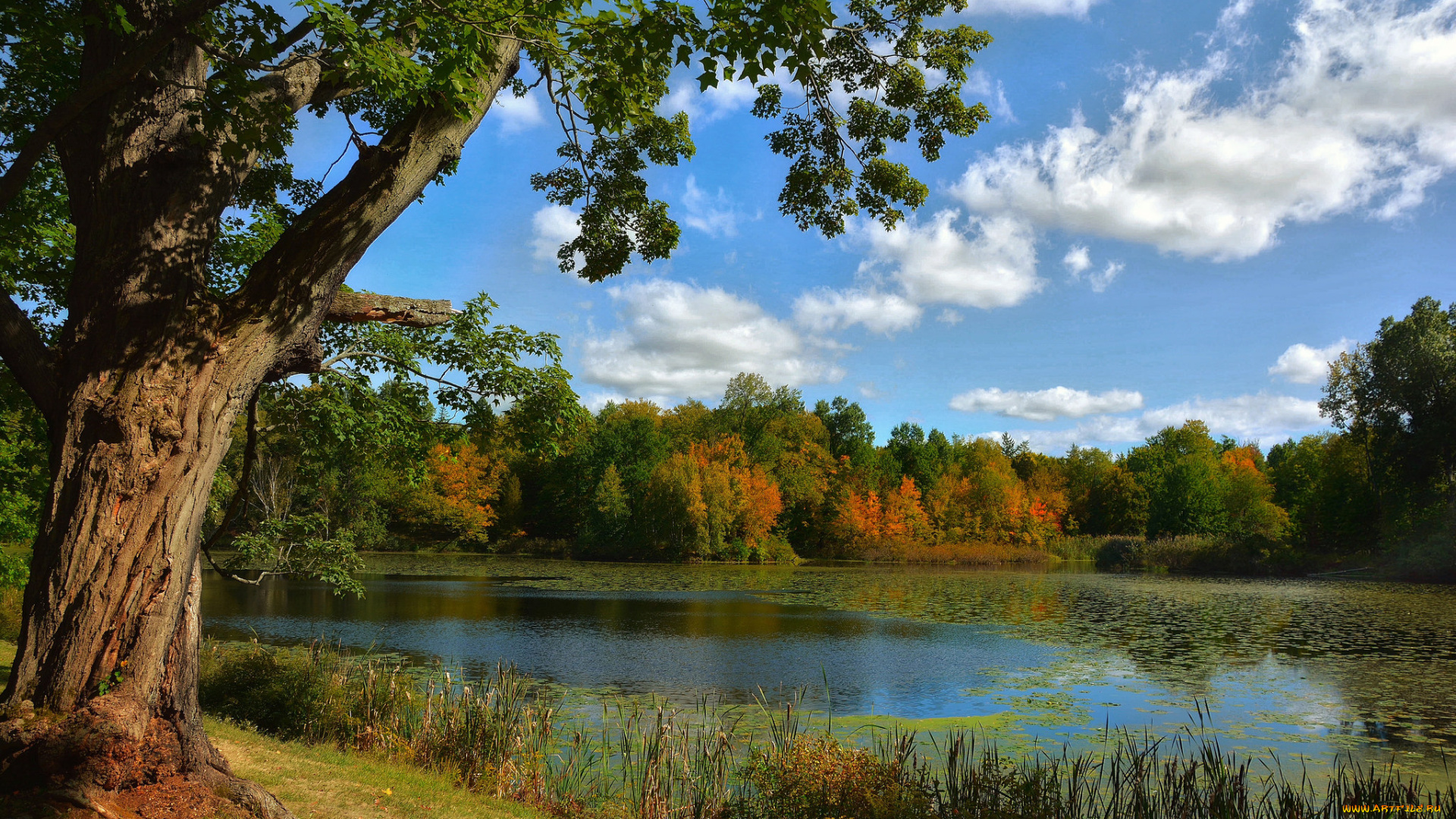 природа, реки, озера, лес, река