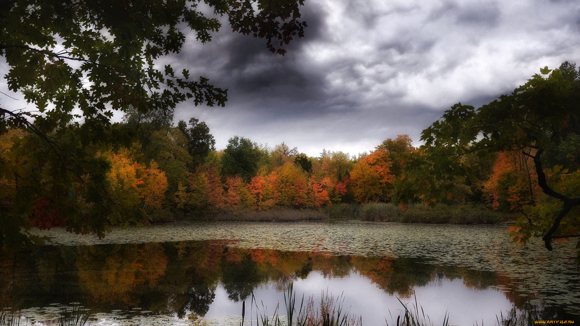 природа, реки, озера, лес, река