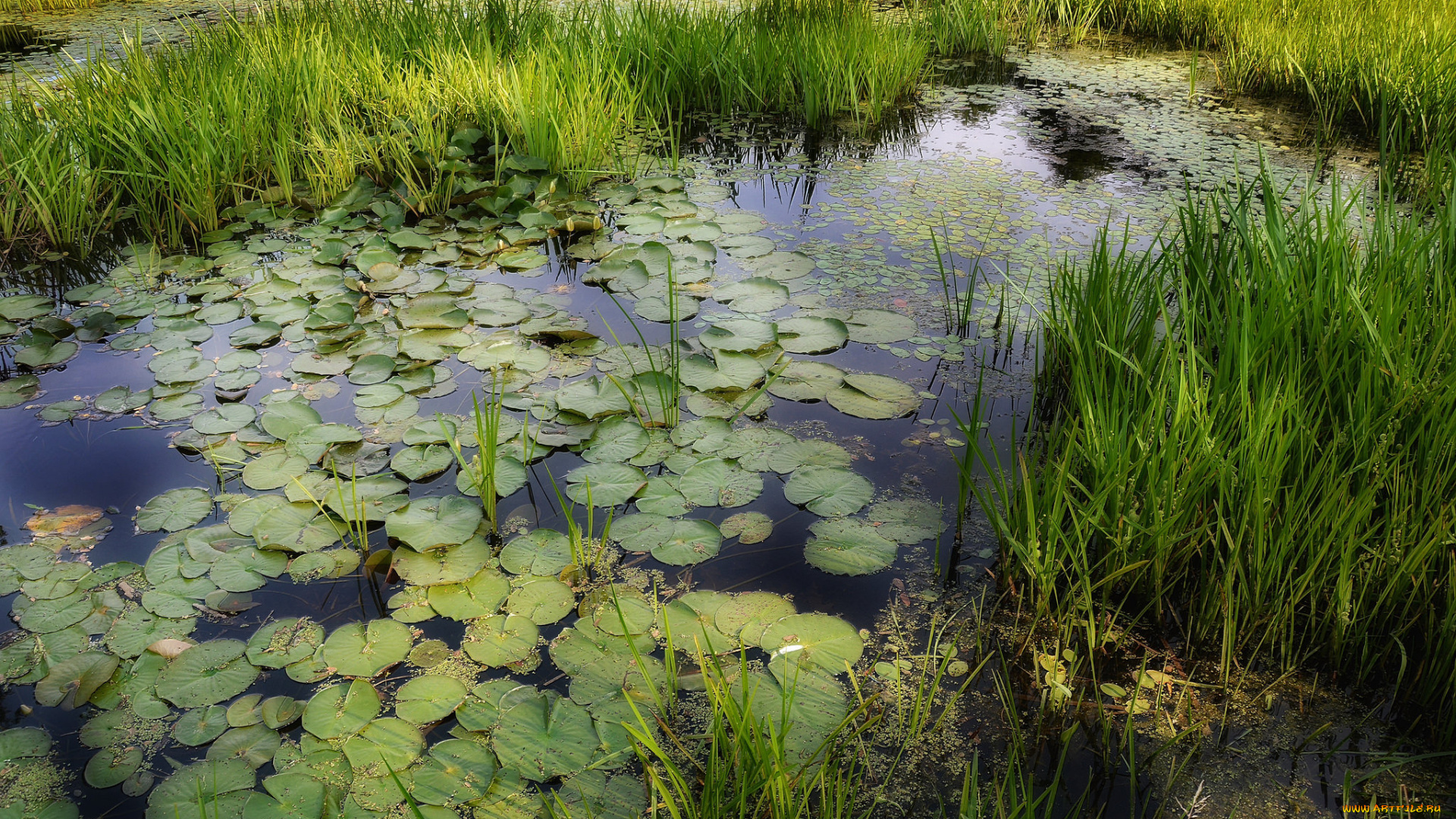 природа, реки, озера, лес, река