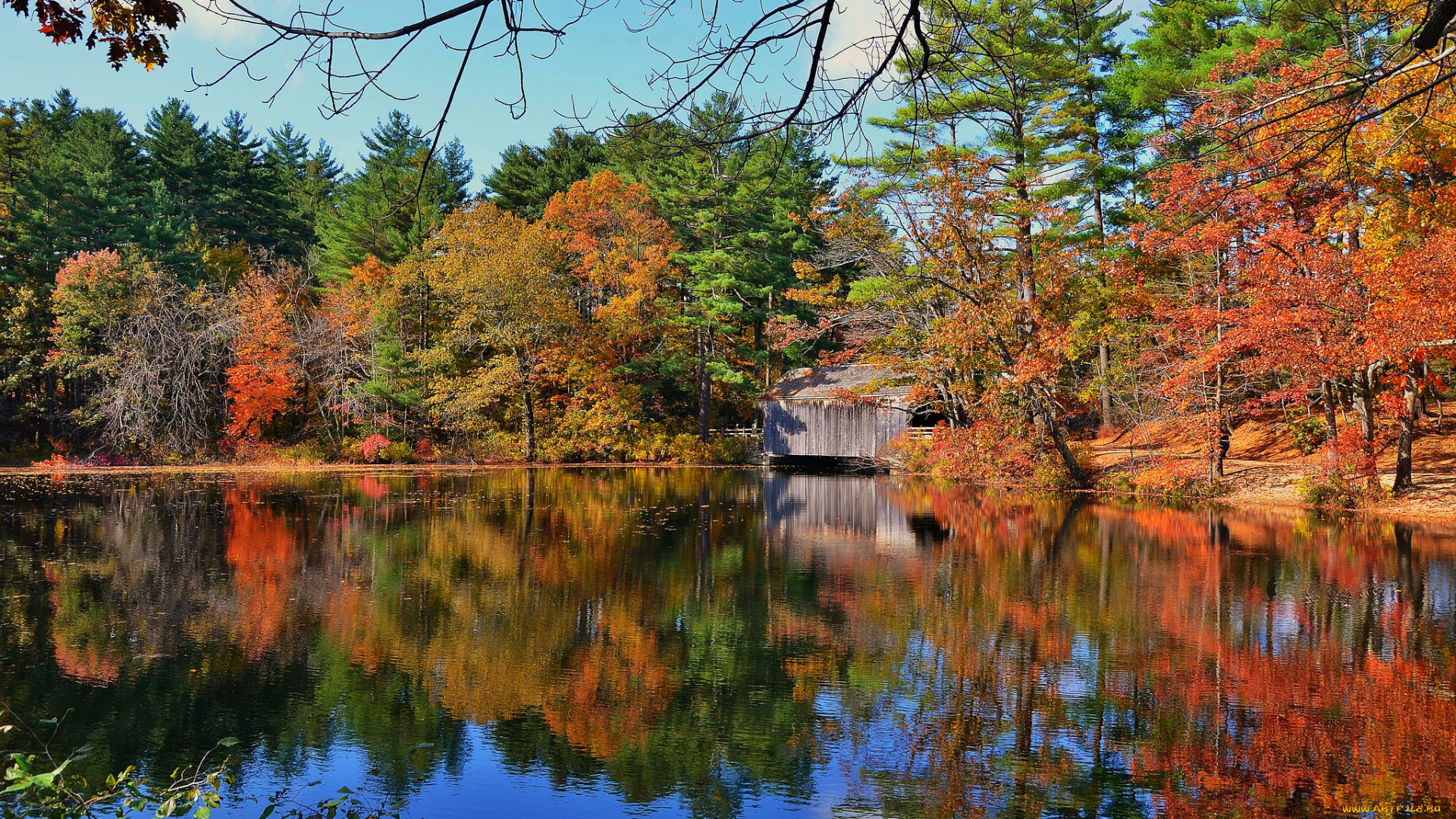 природа, реки, озера, река, лес