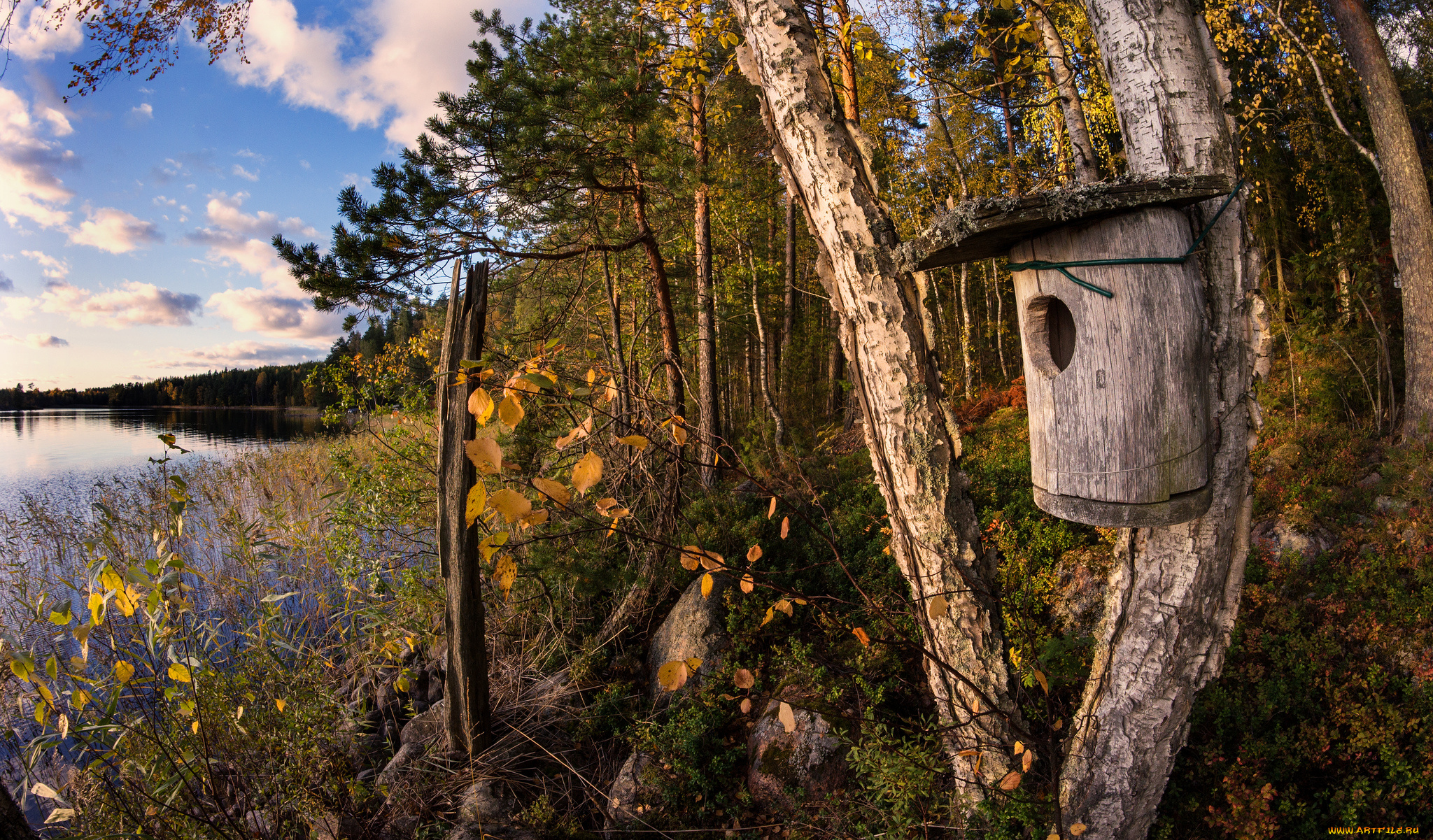 природа, реки, озера, лес, река