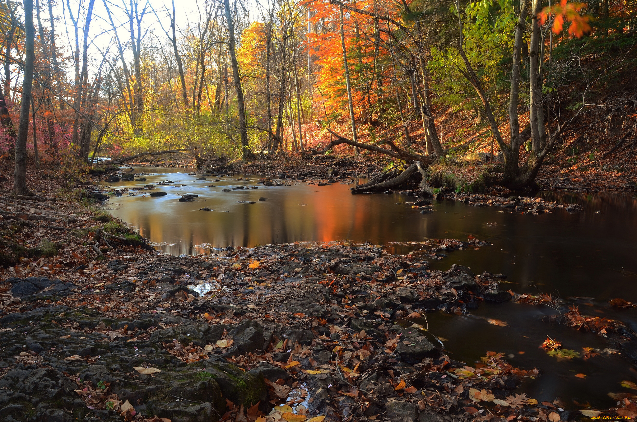 природа, реки, озера, лес, река