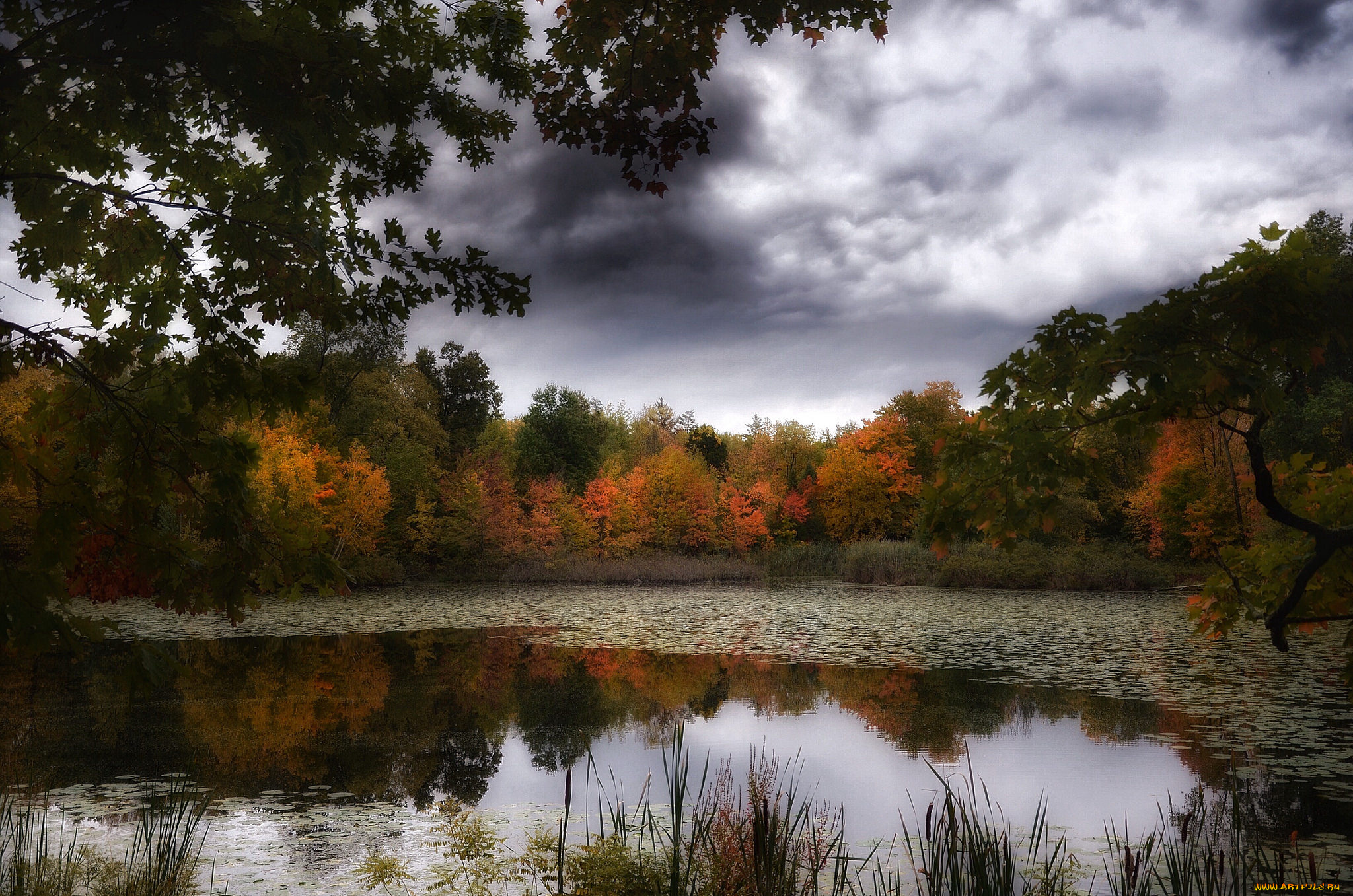 природа, реки, озера, лес, река