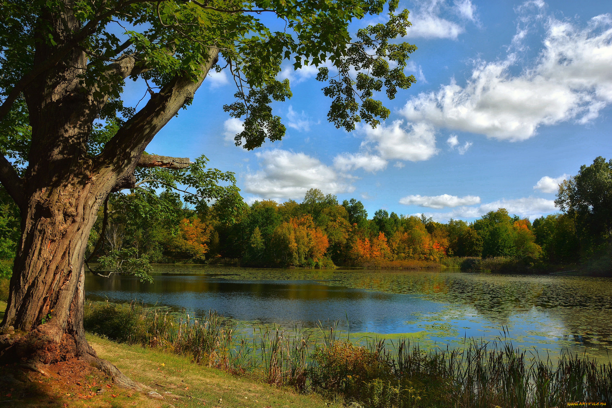 природа, реки, озера, лес, река