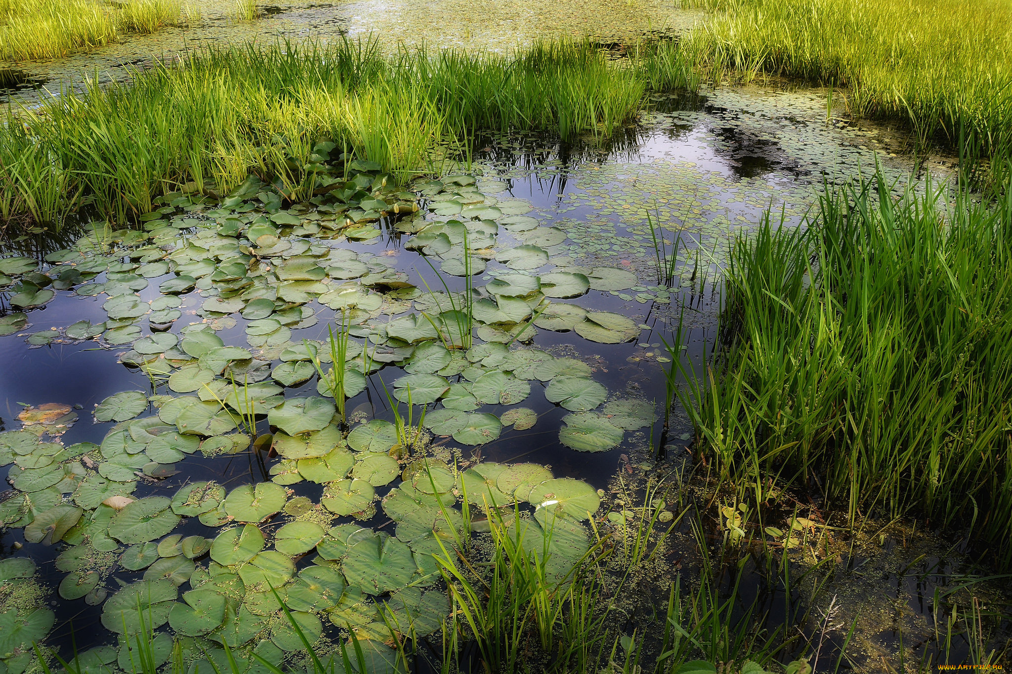 природа, реки, озера, лес, река