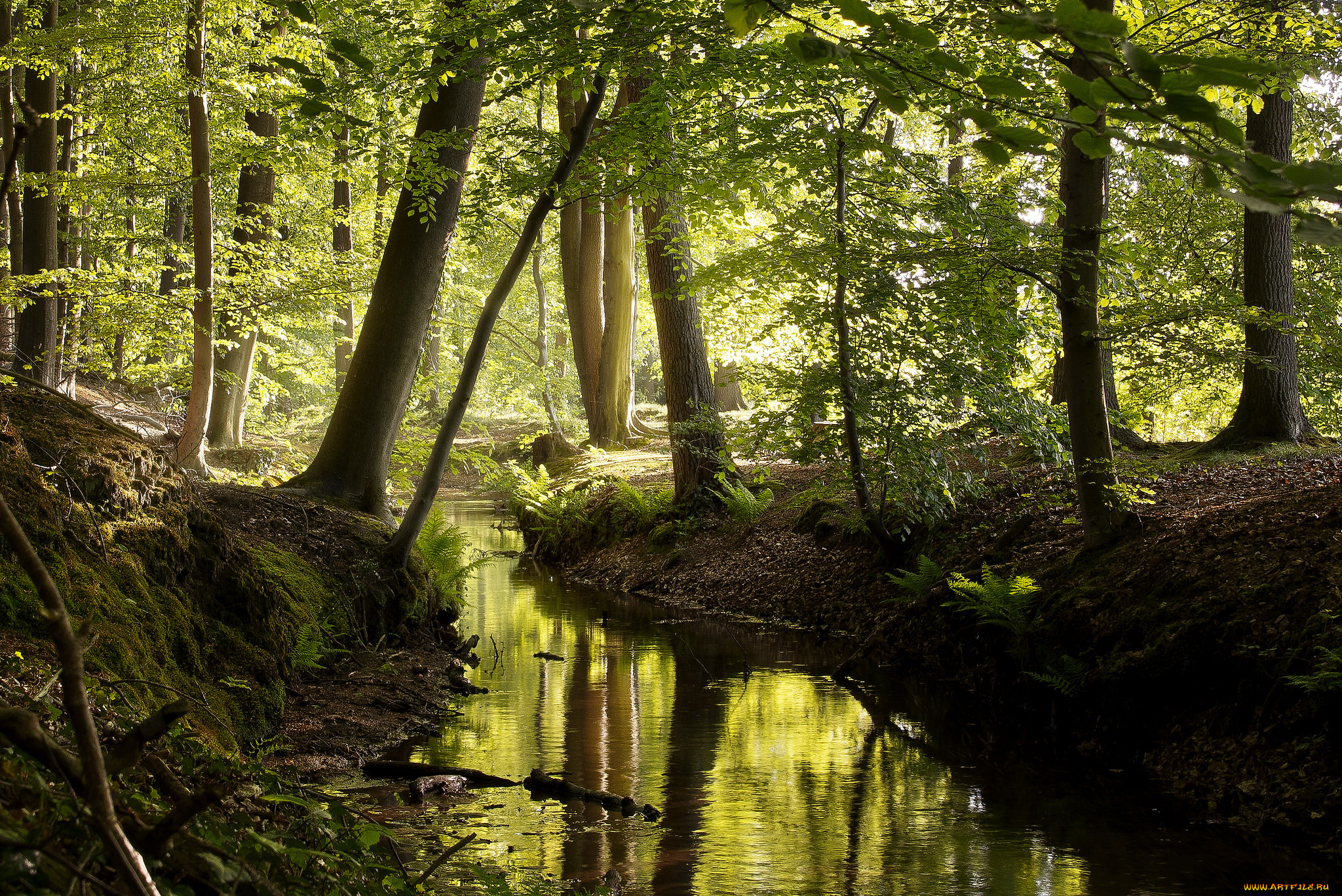 природа, реки, озера, лес, река