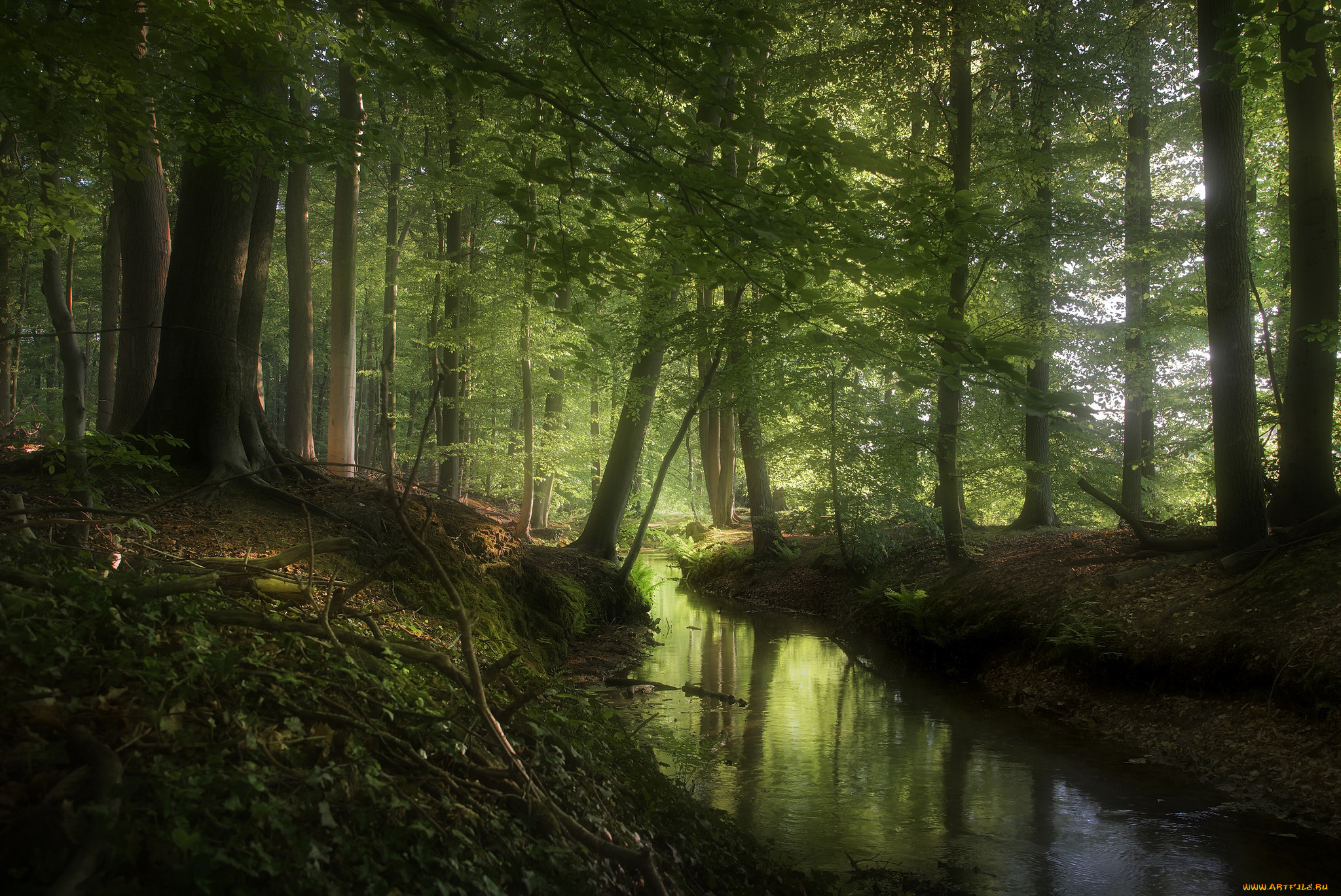 природа, реки, озера, лес, река