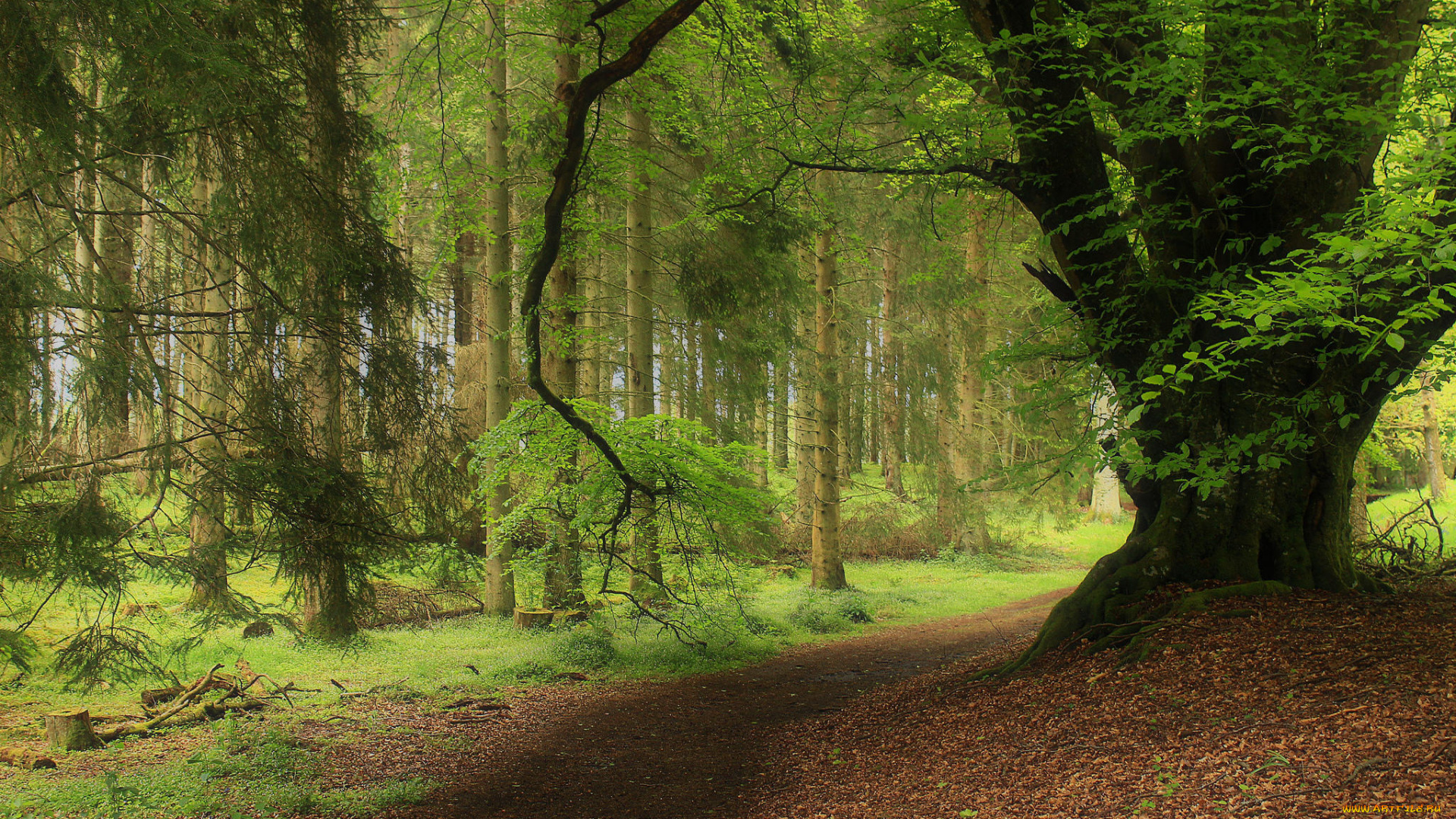 природа, лес, деревья, пейзаж, дорога