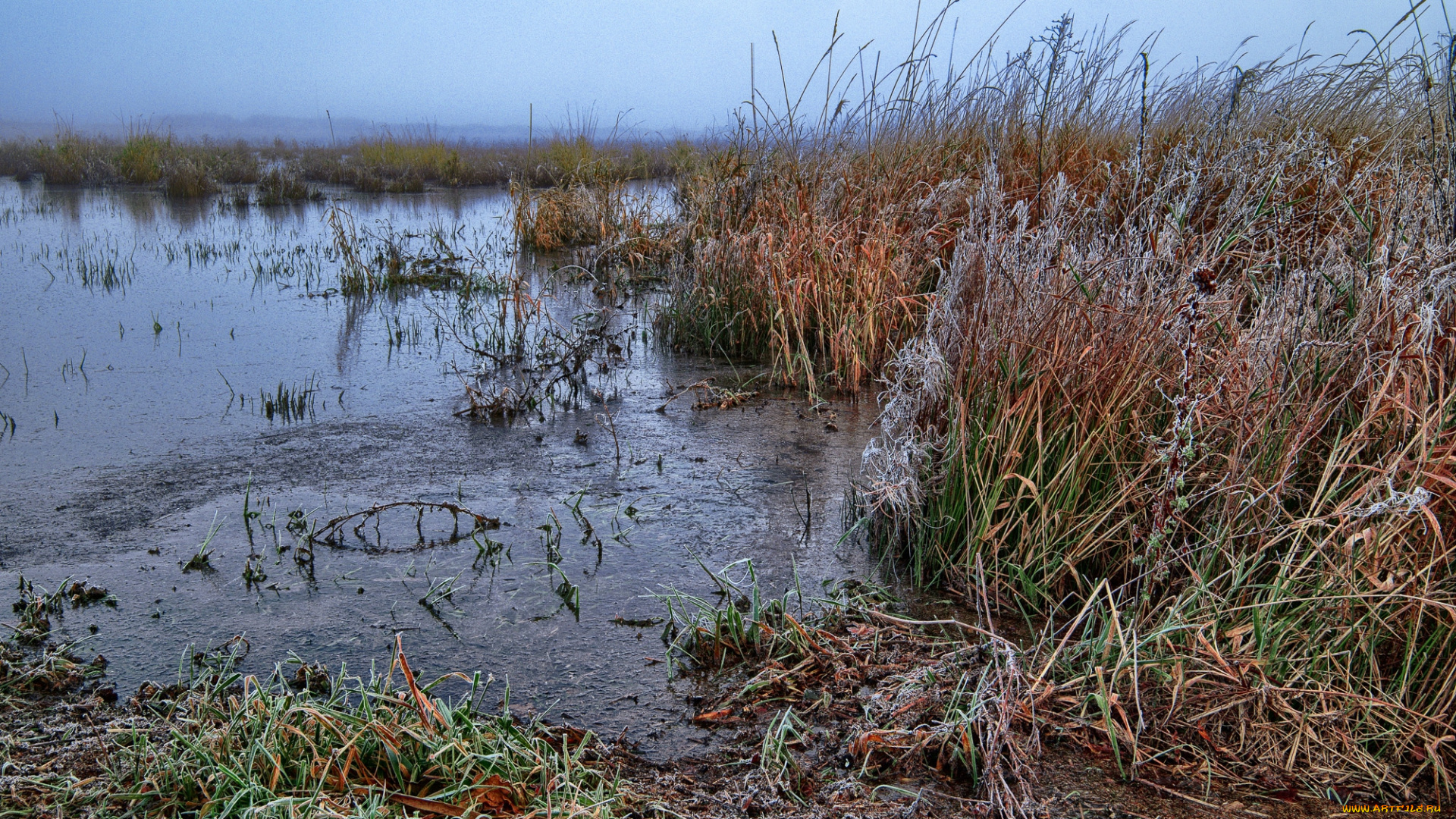 природа, реки, озера, лес, река