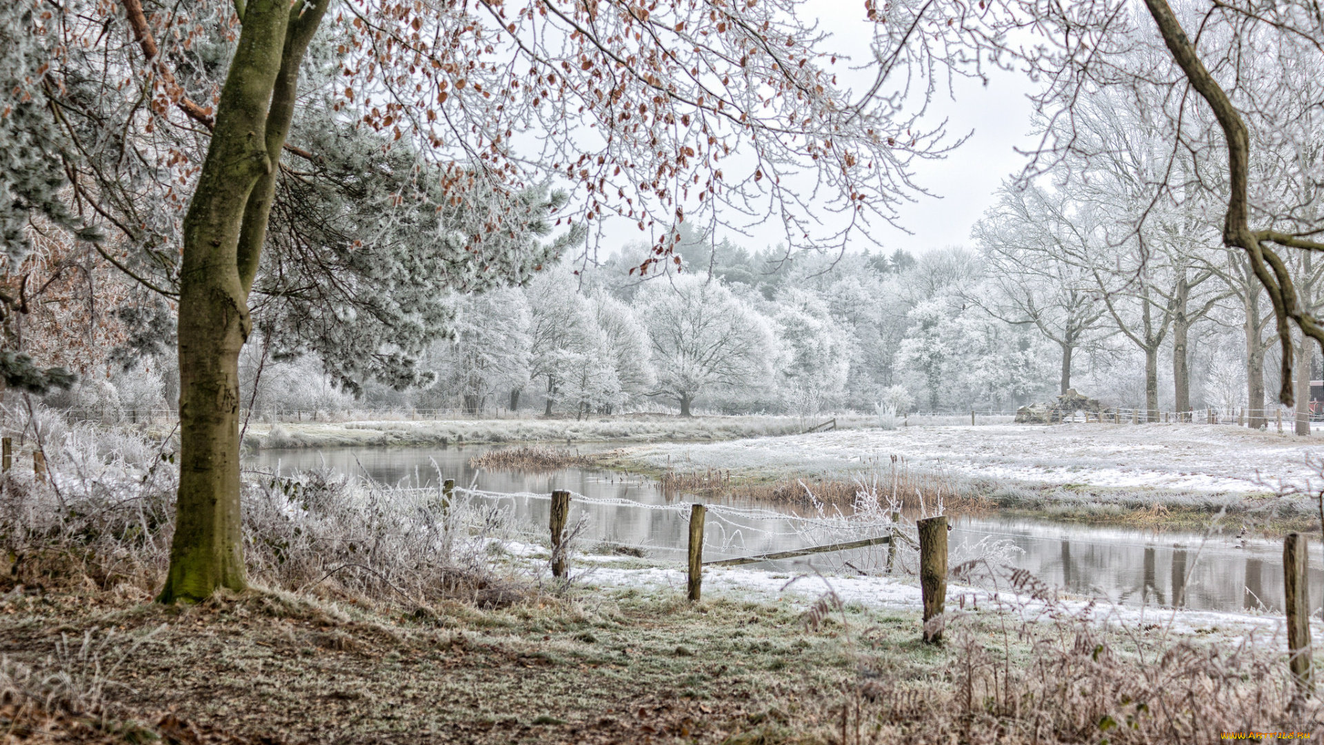 природа, реки, озера, лес, река