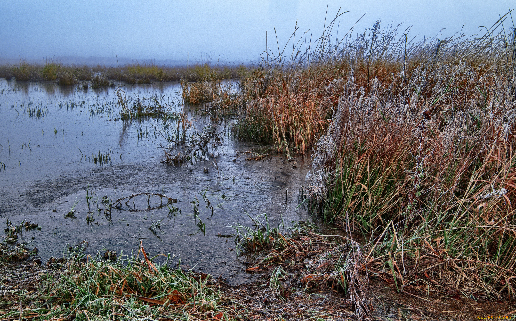 природа, реки, озера, лес, река