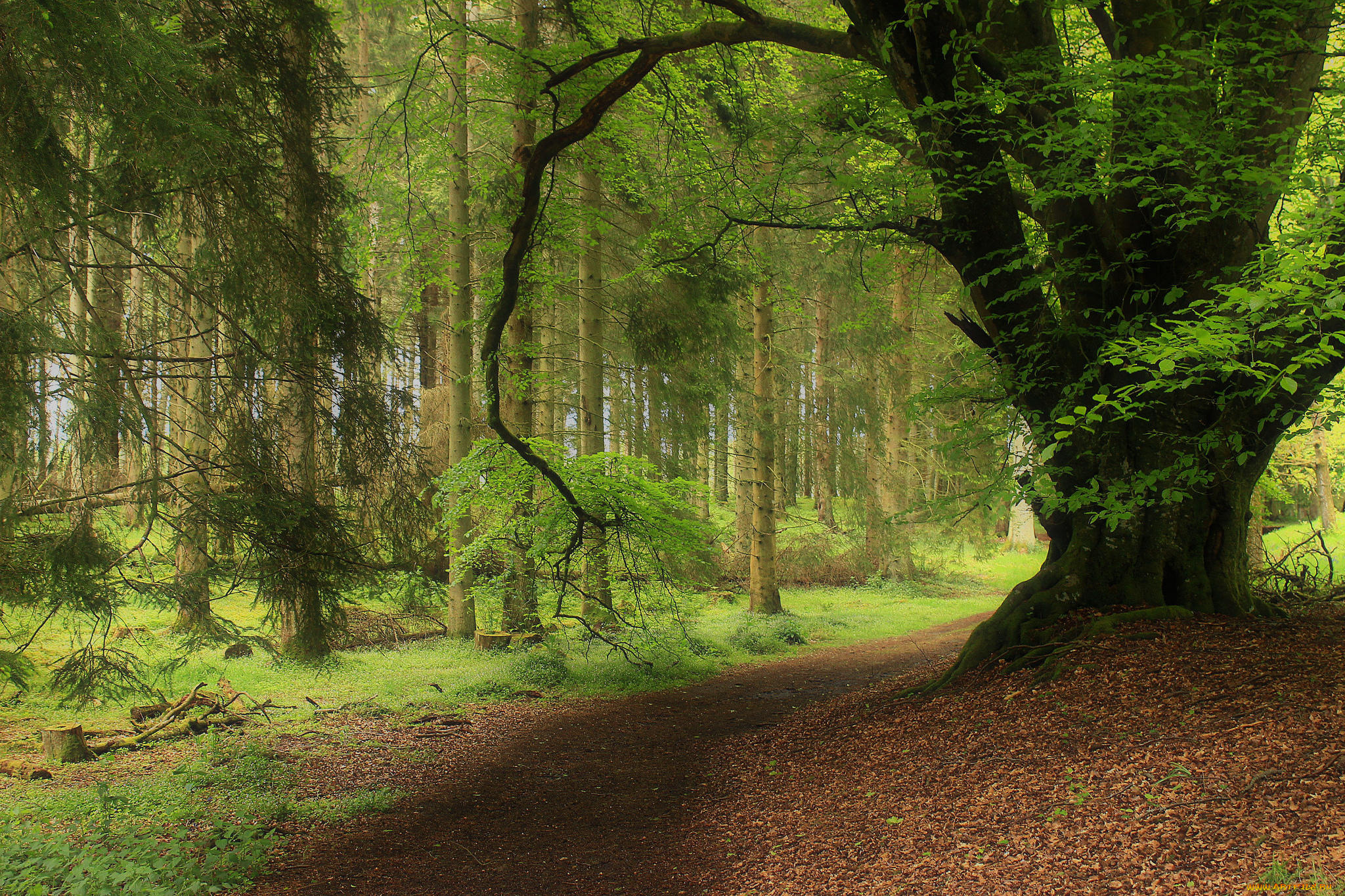 природа, лес, деревья, пейзаж, дорога